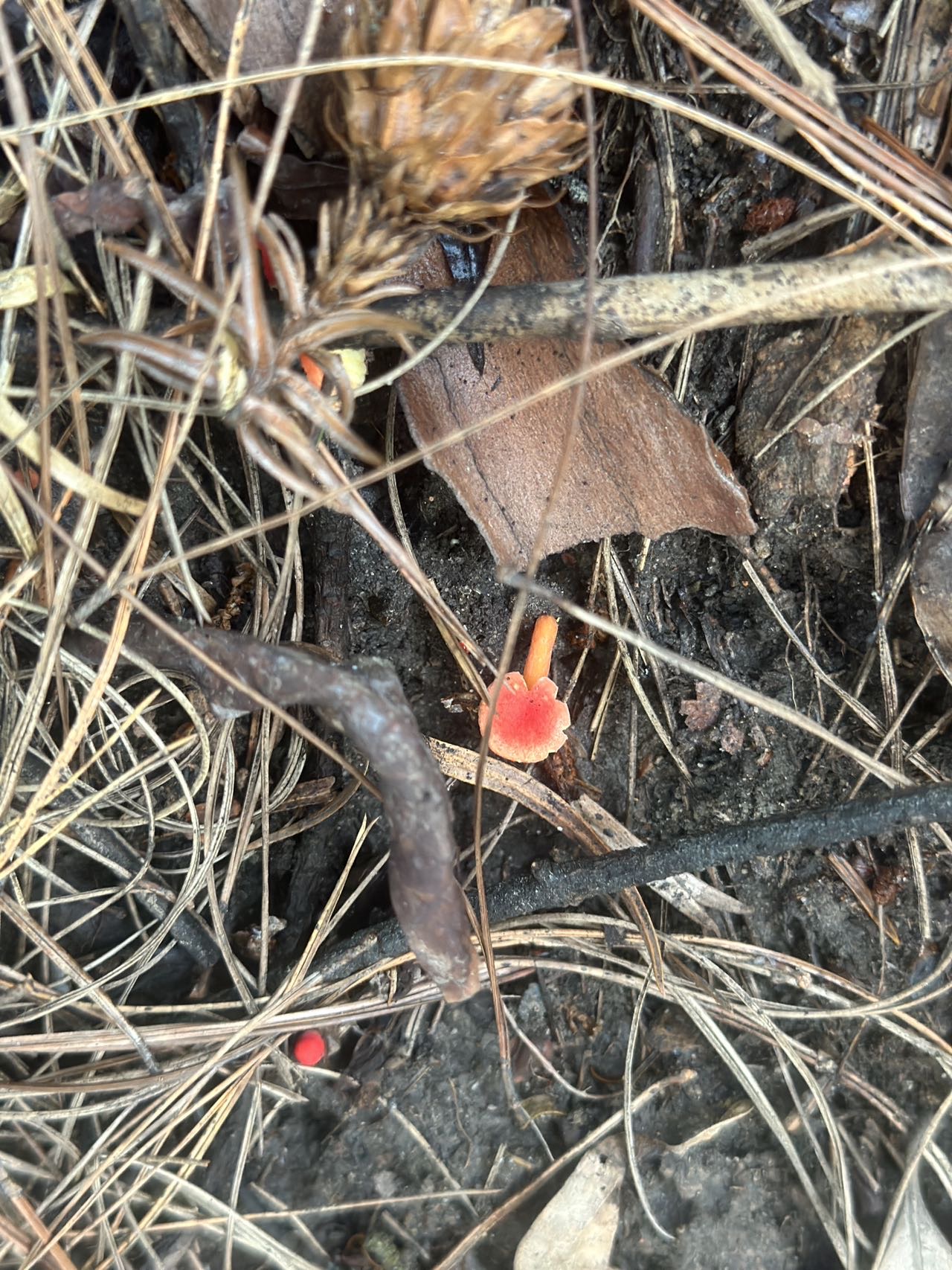 龙谷红菇