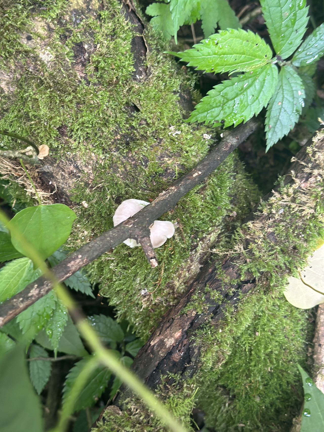 侧耳类