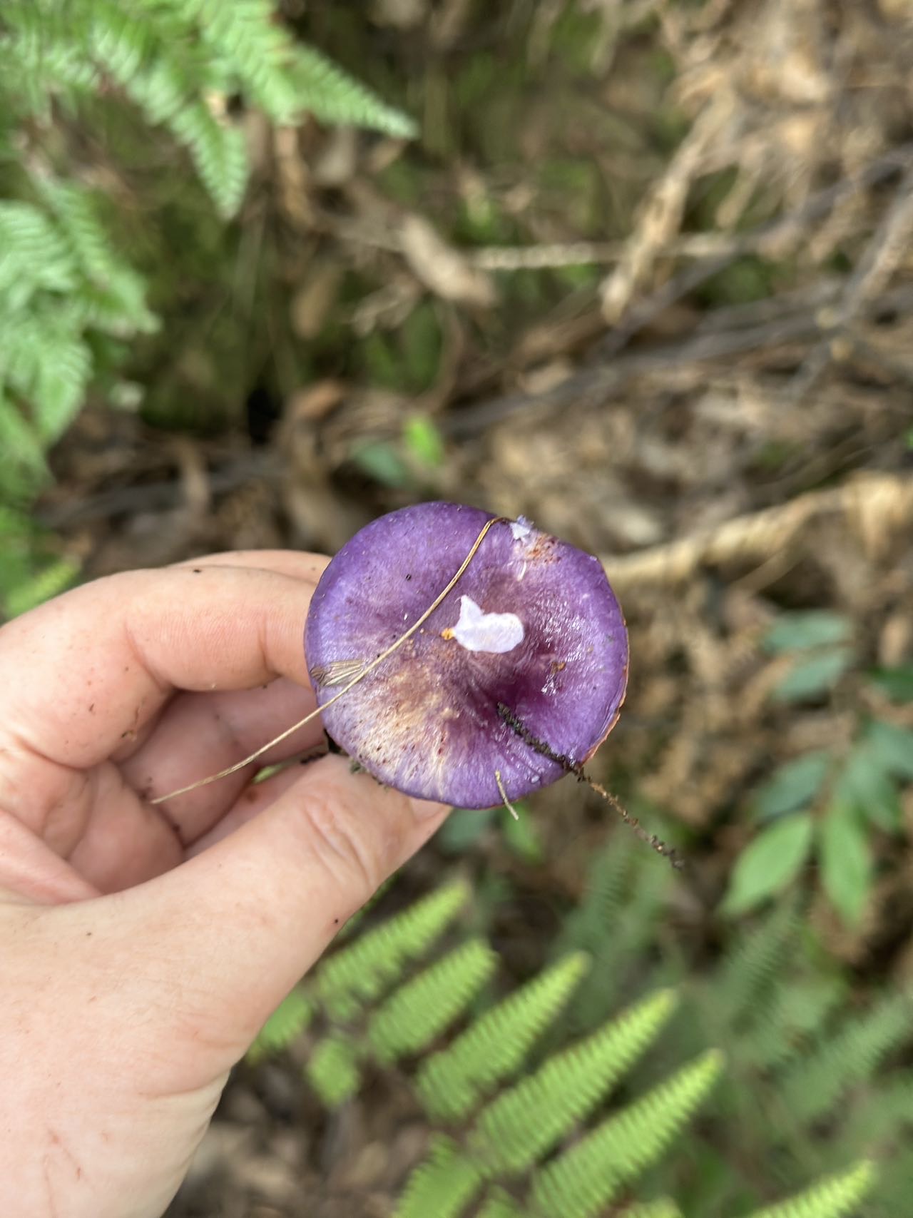 丝膜菌新种