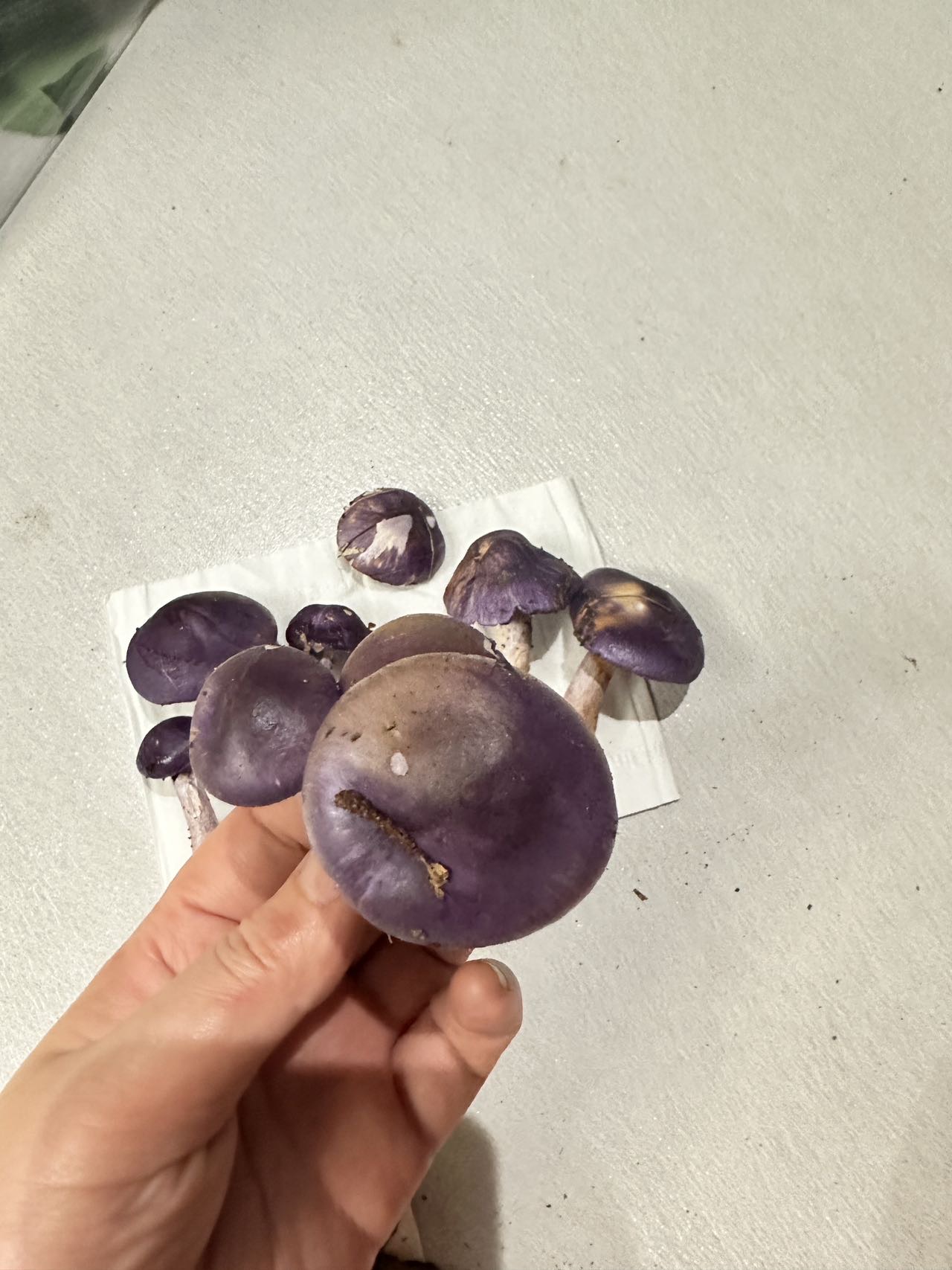 丝膜菌新种