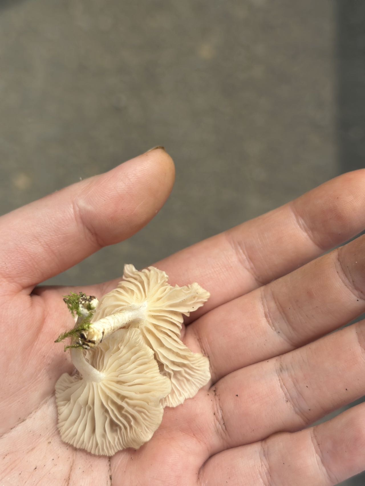 微皮伞