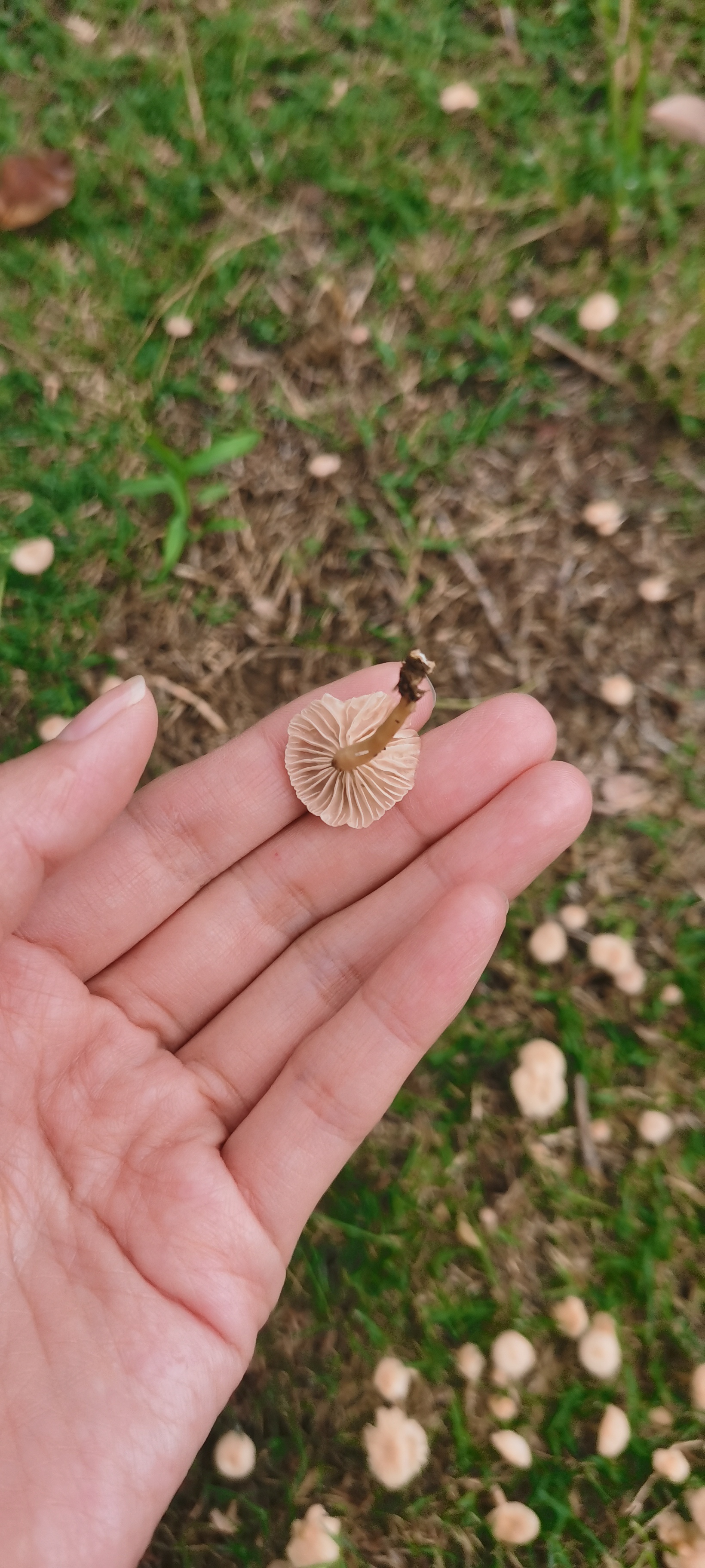 硬柄小皮伞