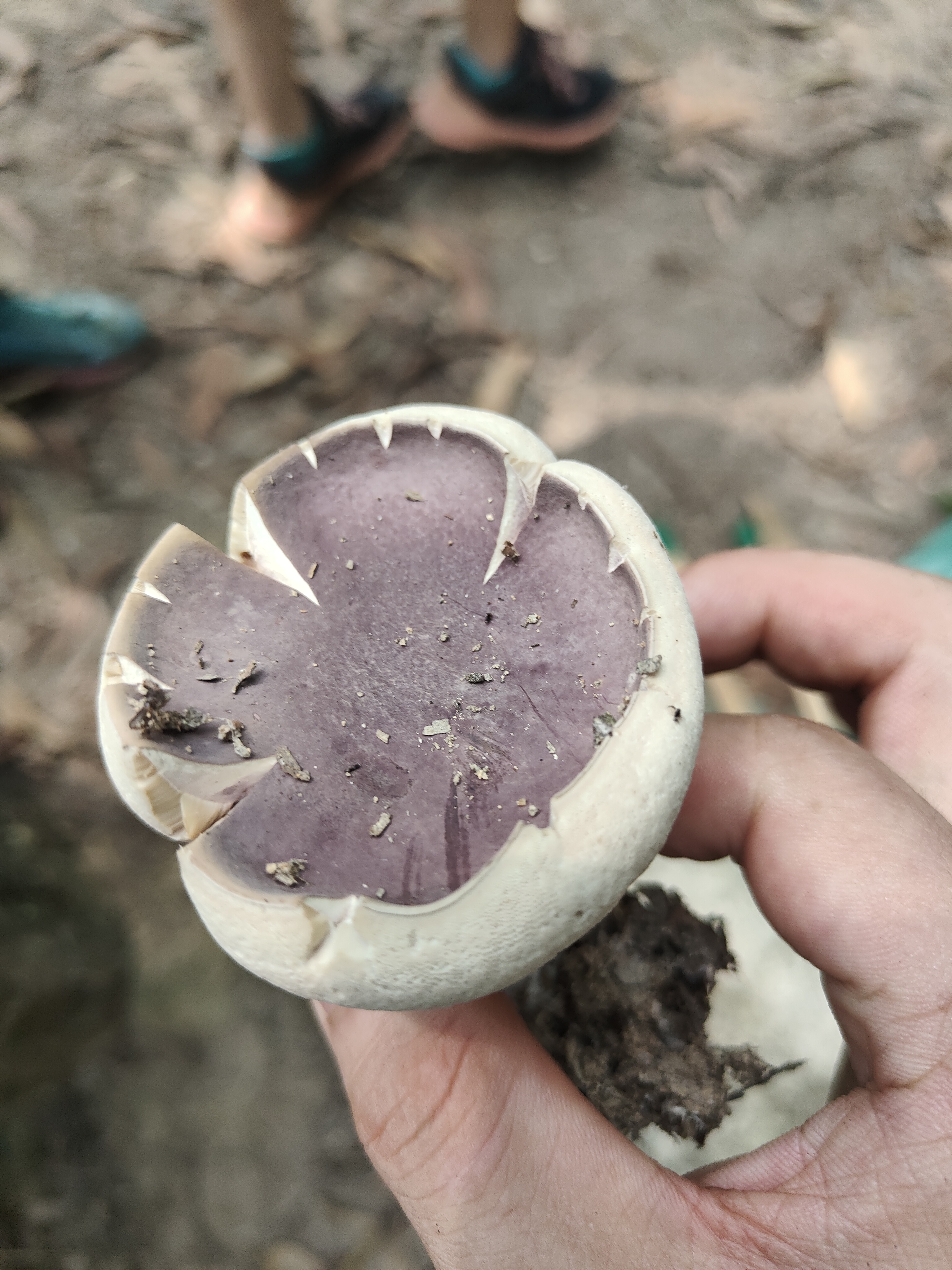 黄盖粉孢牛肝菌