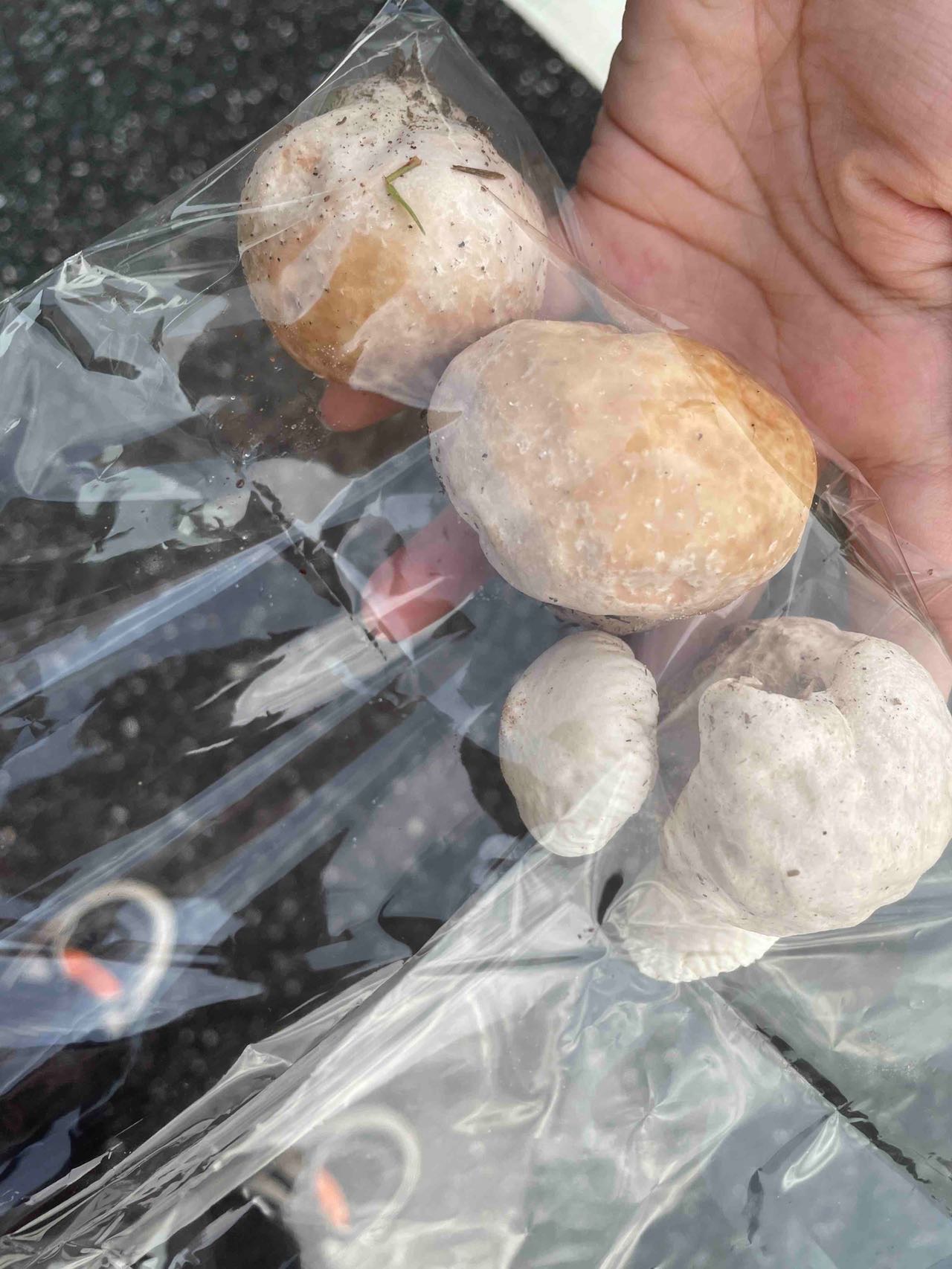 杯形秃马勃参照种