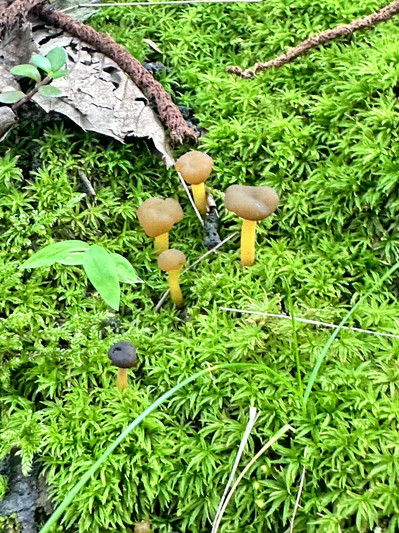 润滑锤舌菌