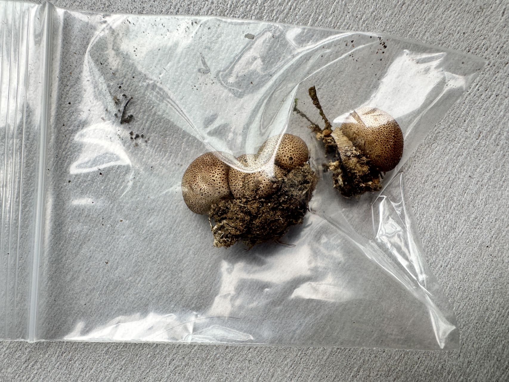 光硬皮马勃参照种