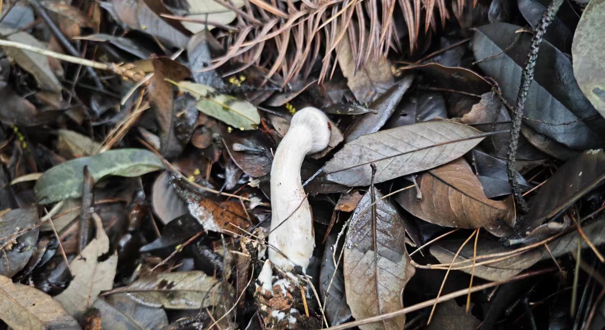 凸盖粘滑菇