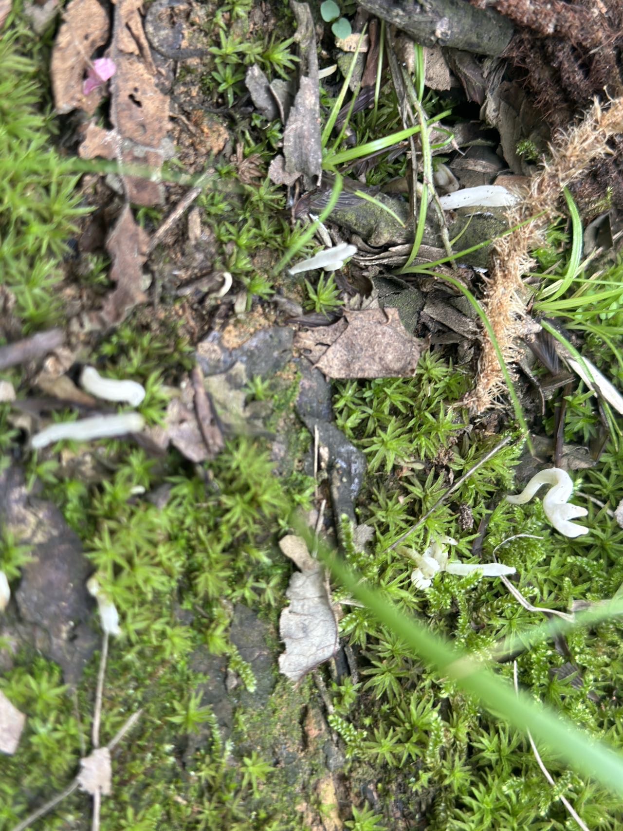 皱锁瑚菌