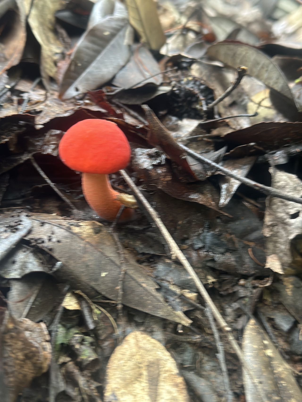 润滑锤舌菌