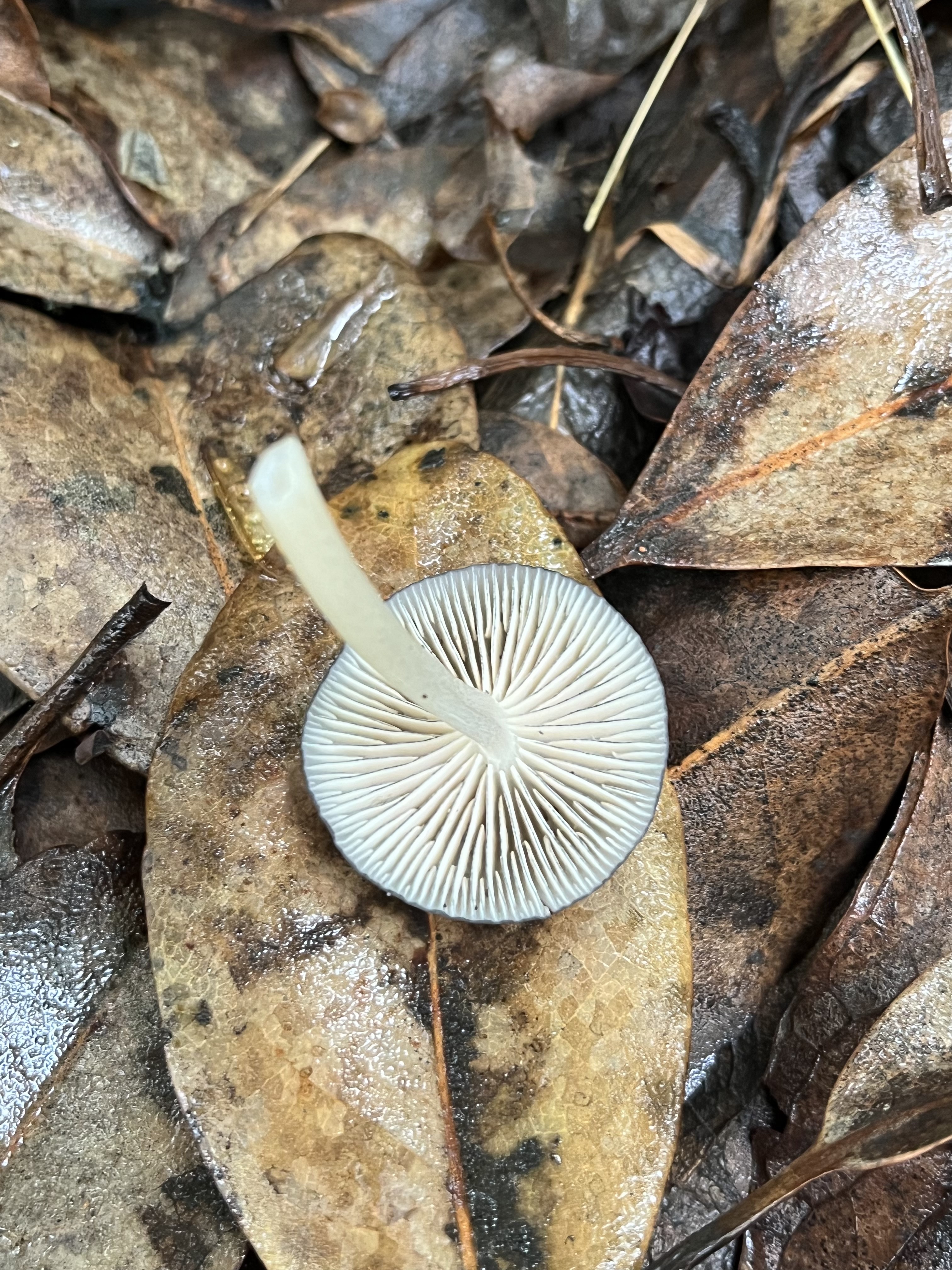 粉褶蕈