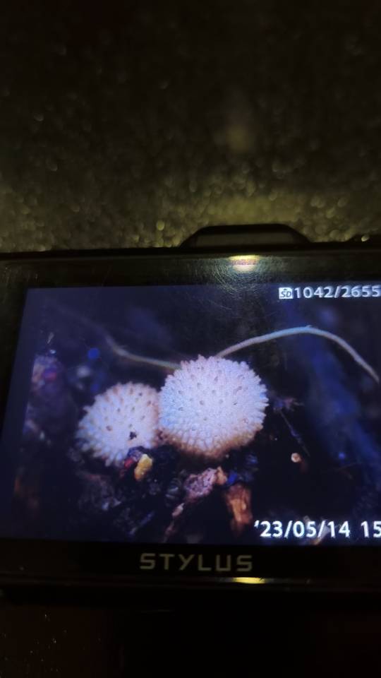 铜色灰球菌参照种