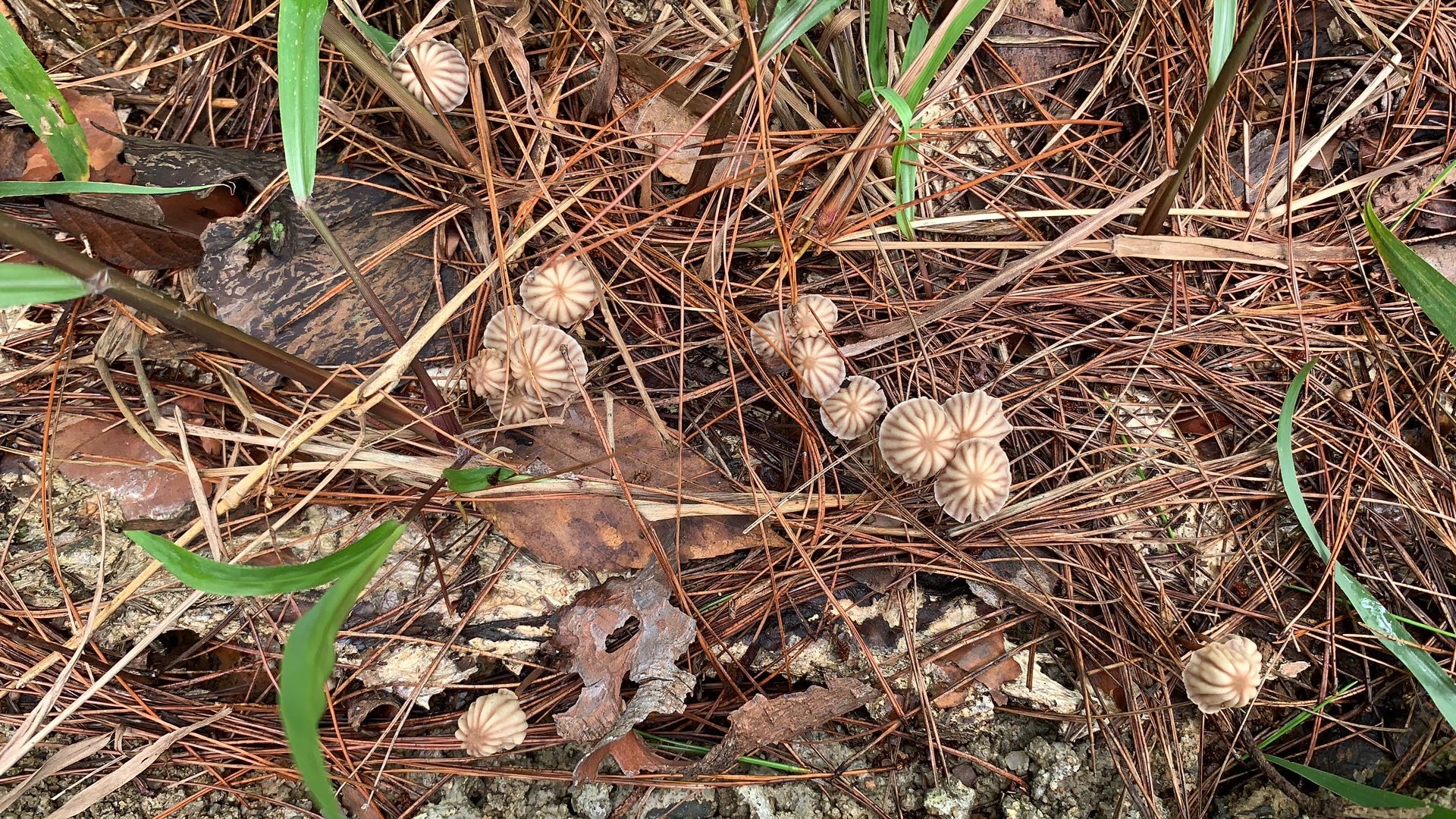 紫沟纹小皮伞