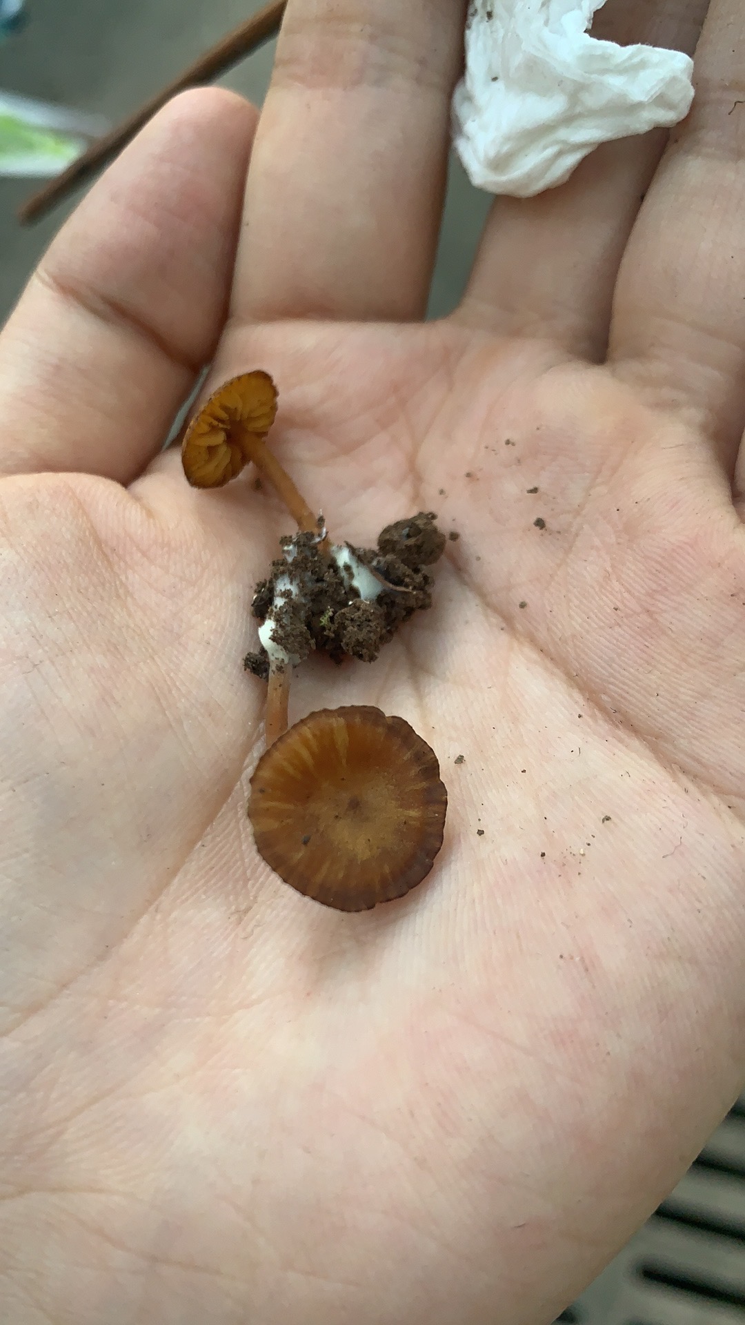 色孢菌属