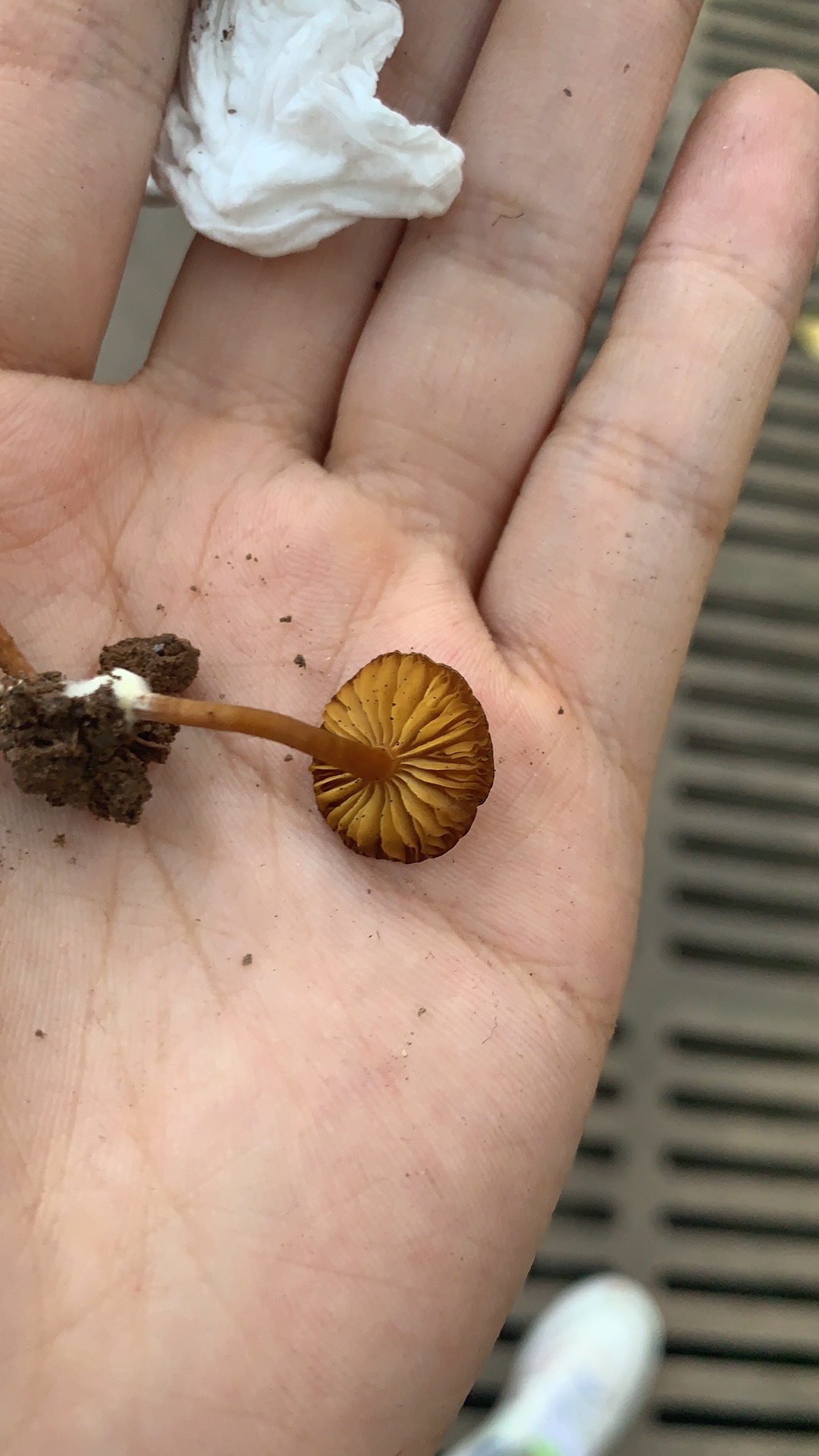 色孢菌属