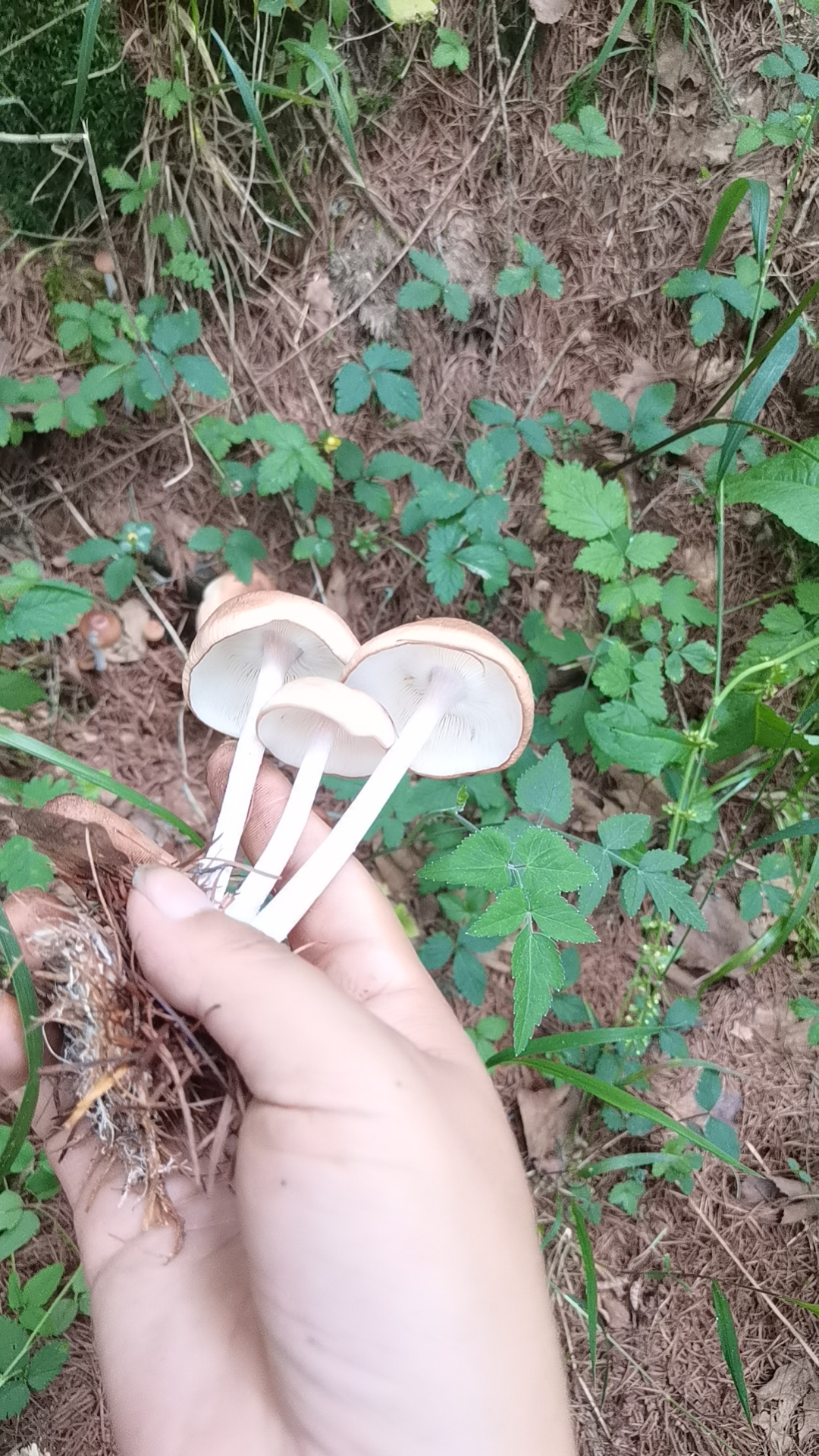 密褶裸脚伞