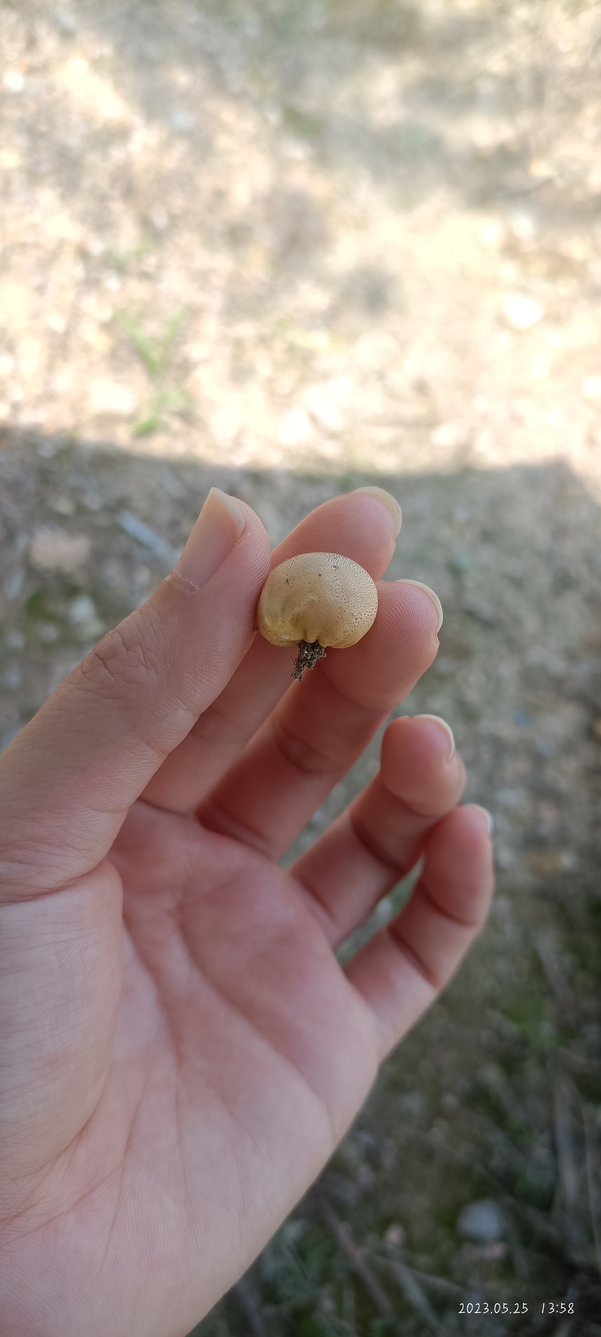 网纹马勃参照种