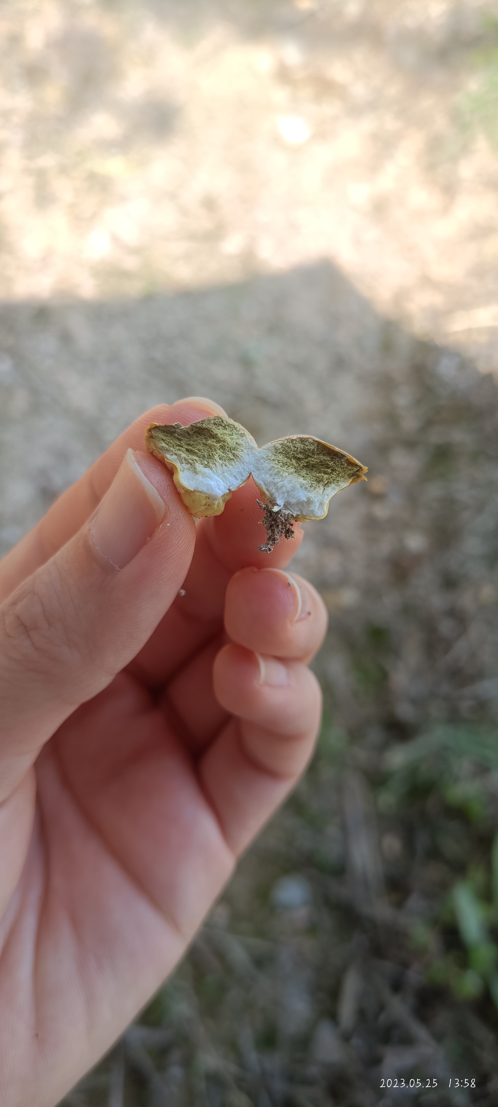 网纹马勃参照种