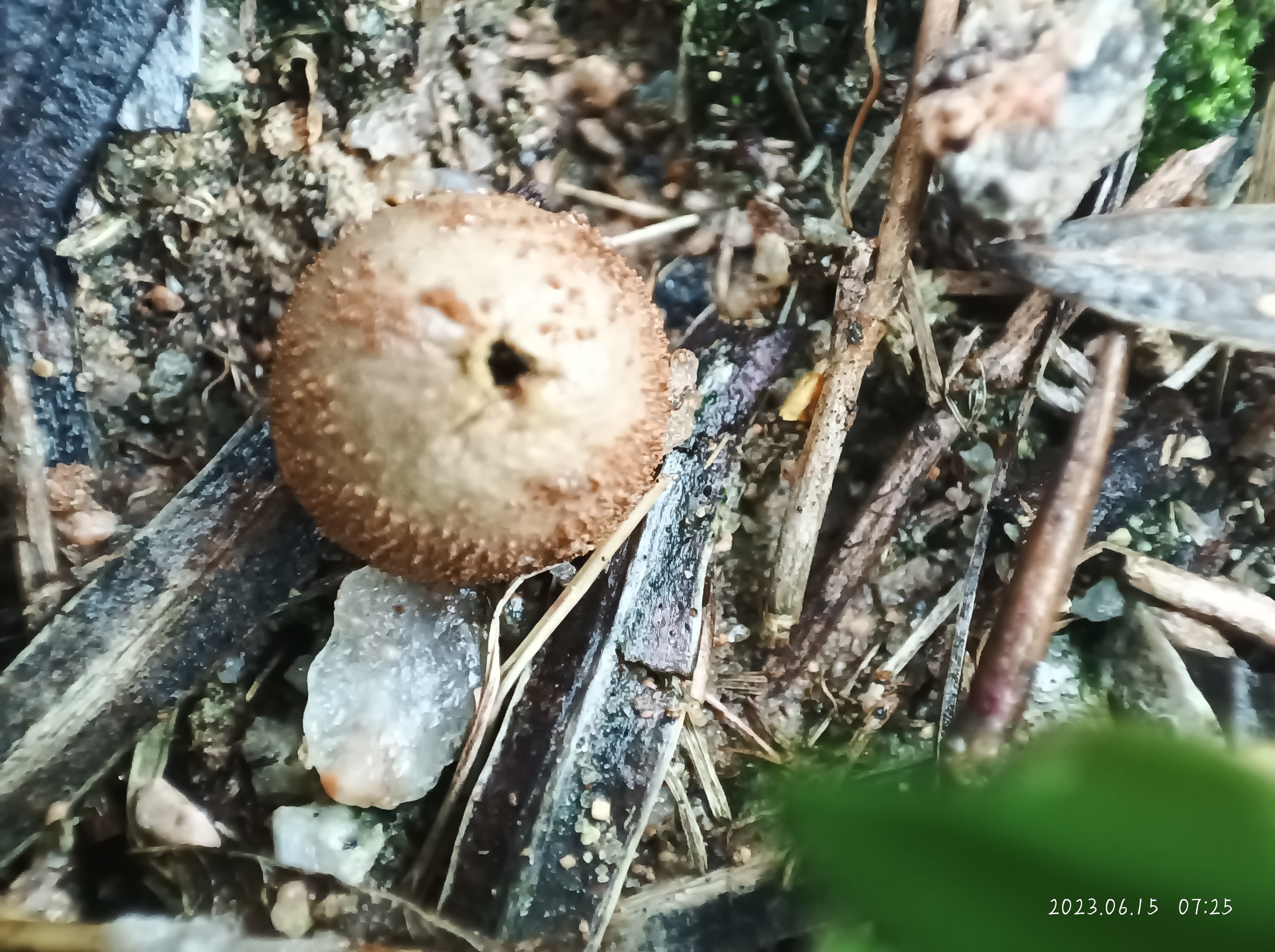 网纹马勃参照种