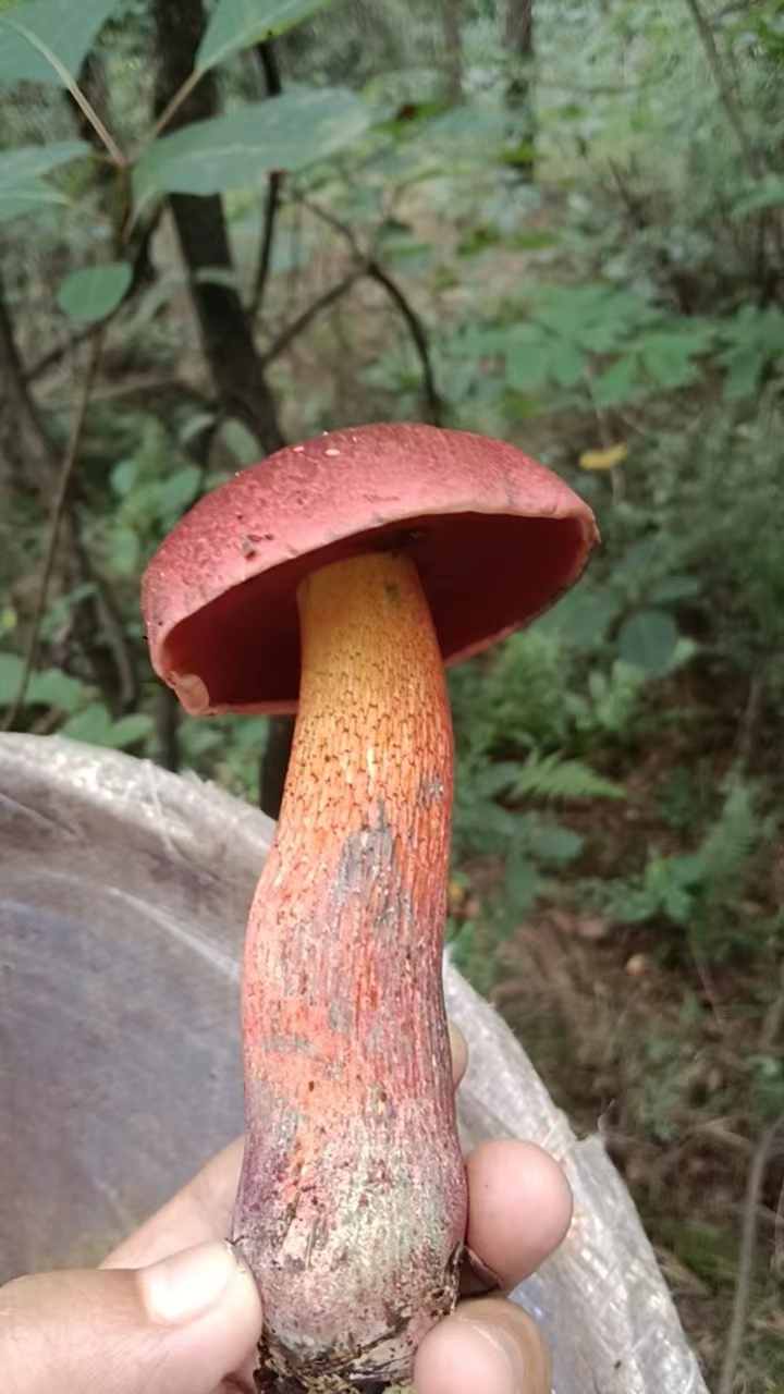 蛇皮红孔牛肝菌