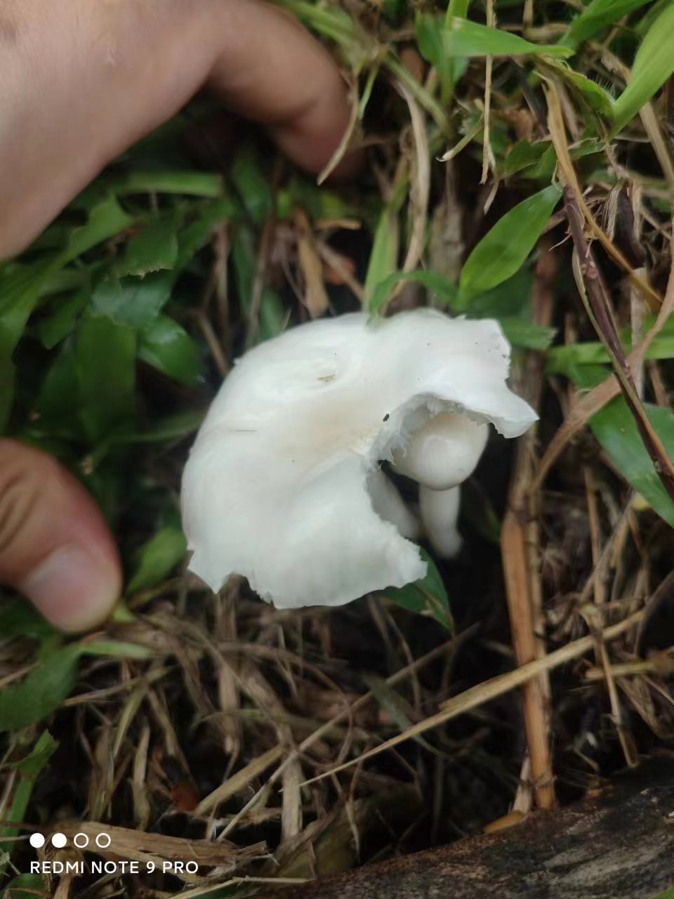 鉴定失败