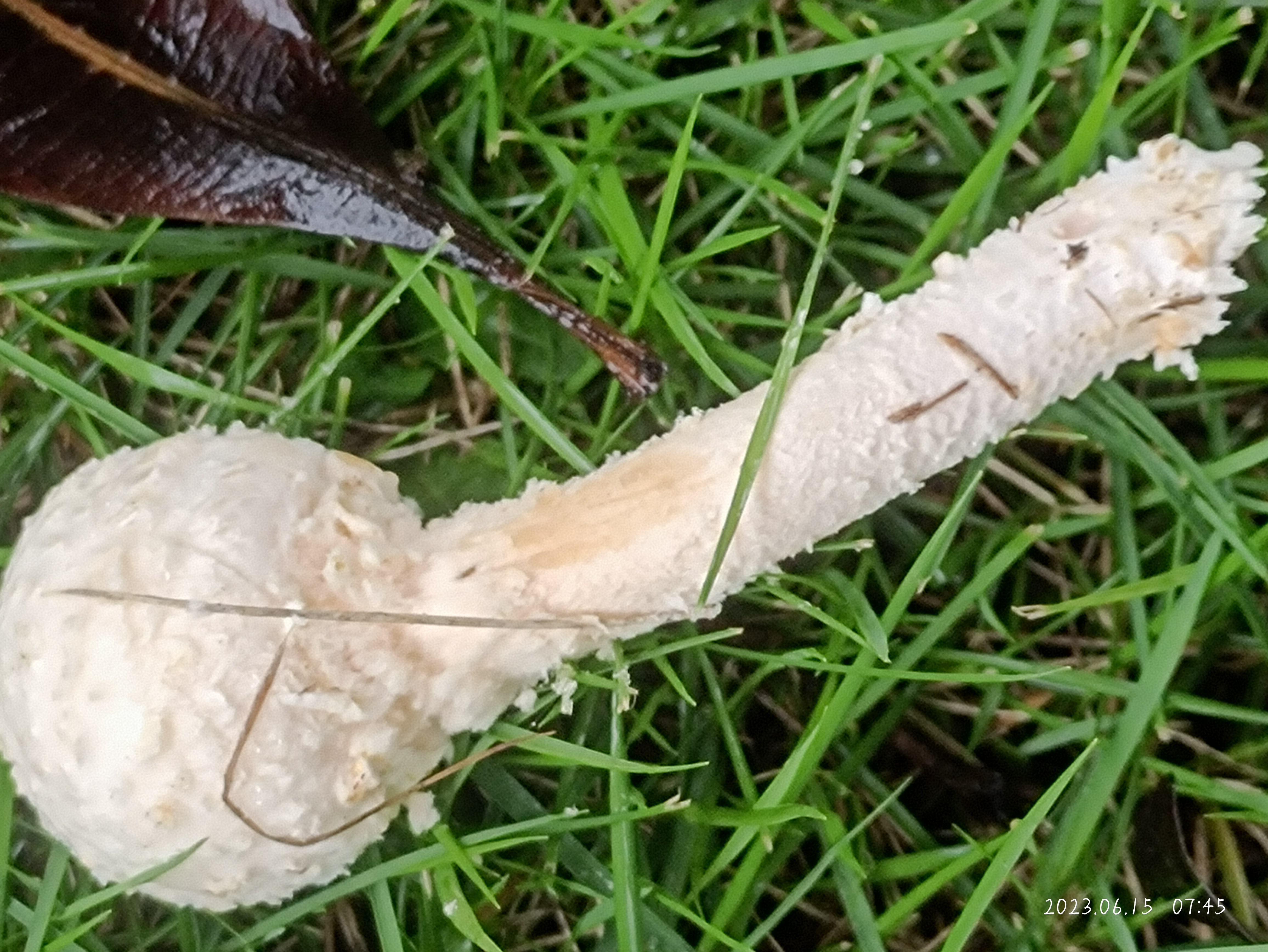 密鳞腐生鹅膏参照种