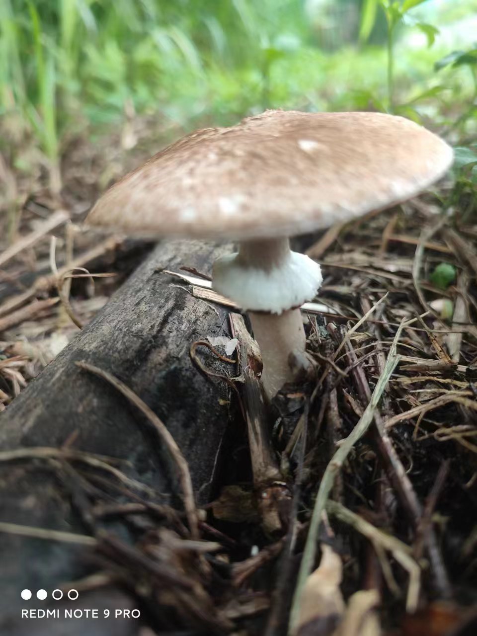 皮尔逊蘑菇近缘种