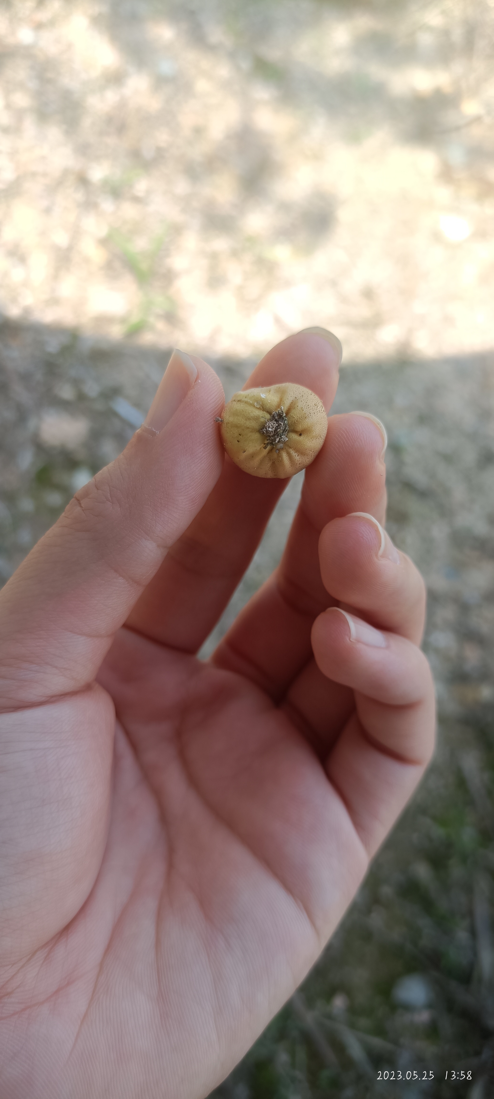 网纹马勃参照种