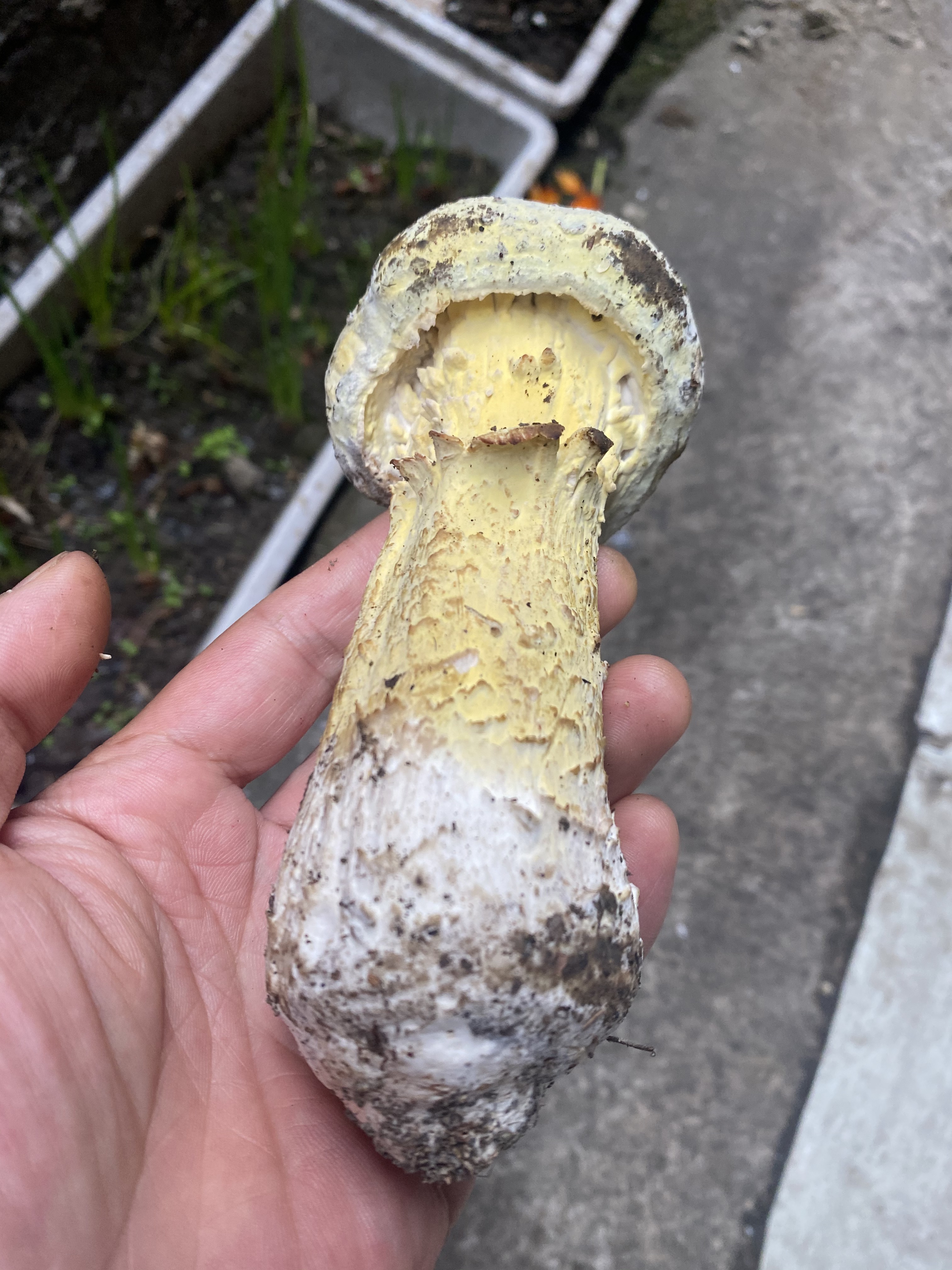 被Hypomyces寄生的牛肝