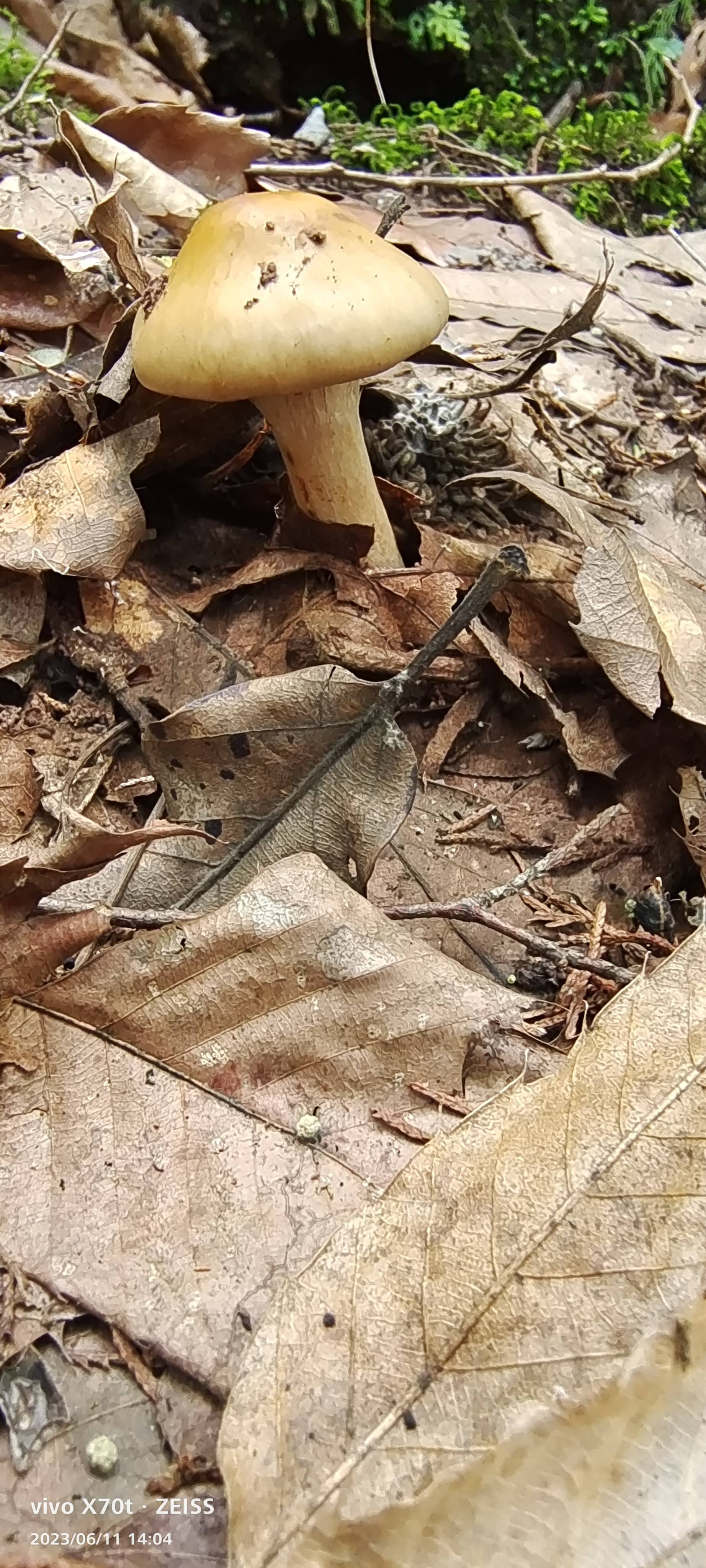 高山丝膜菌