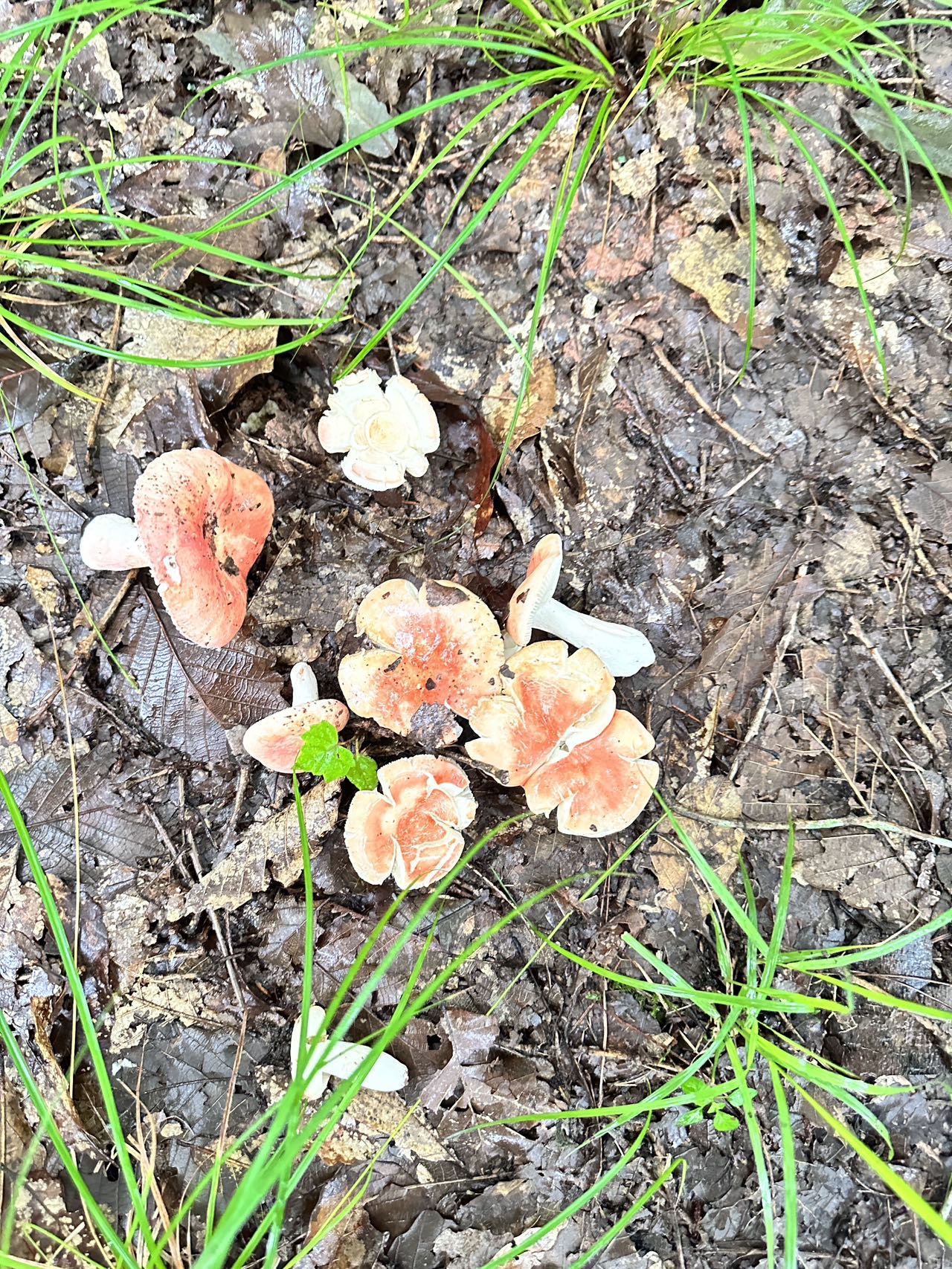 鳞盖红菇