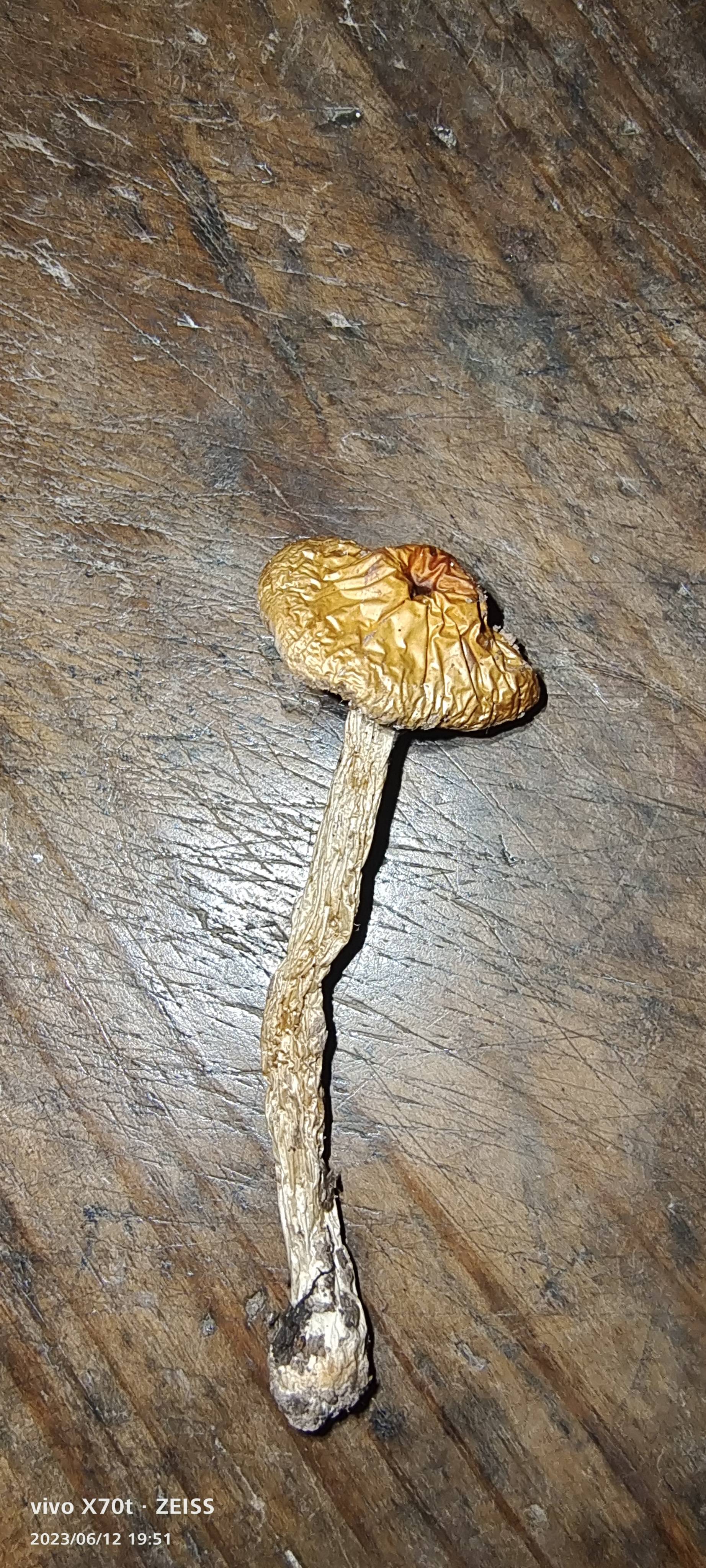 高山丝膜菌