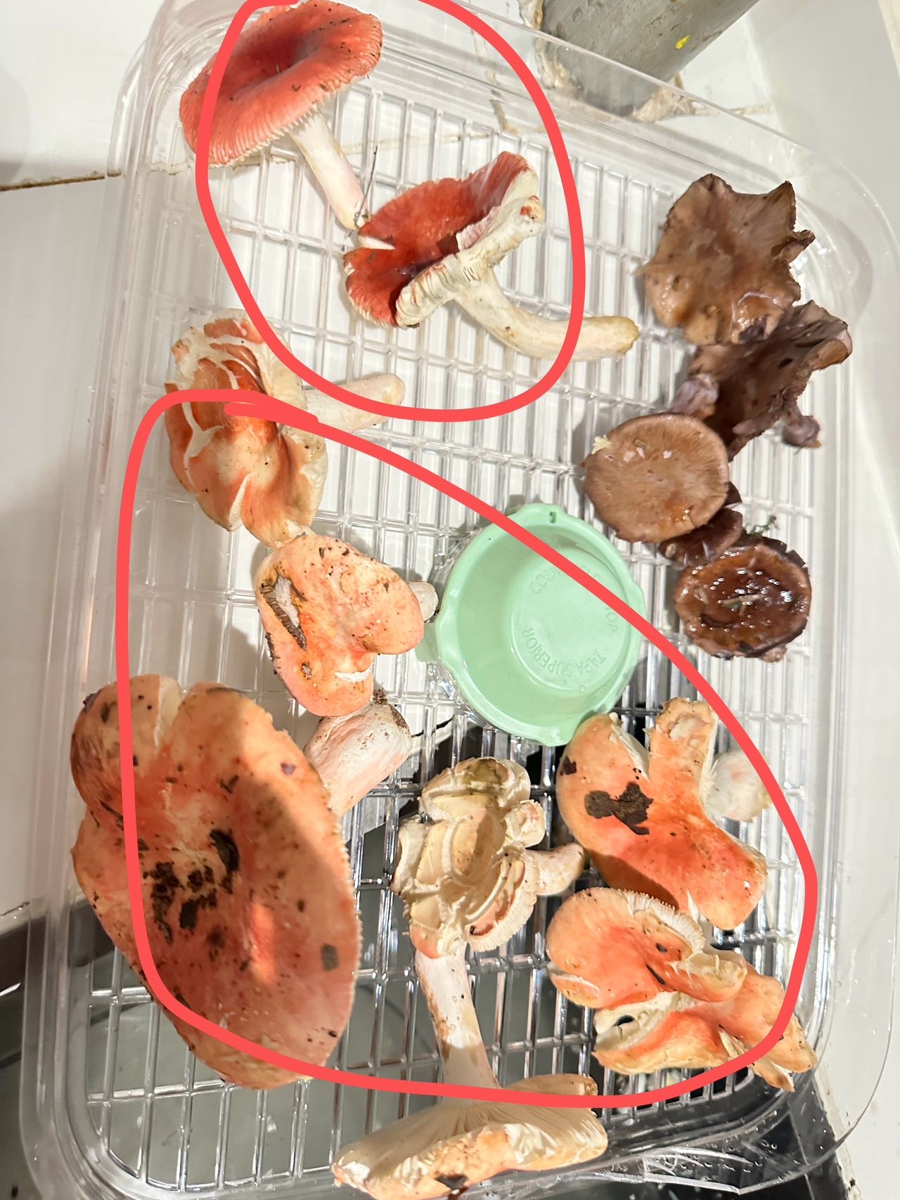 鳞盖红菇