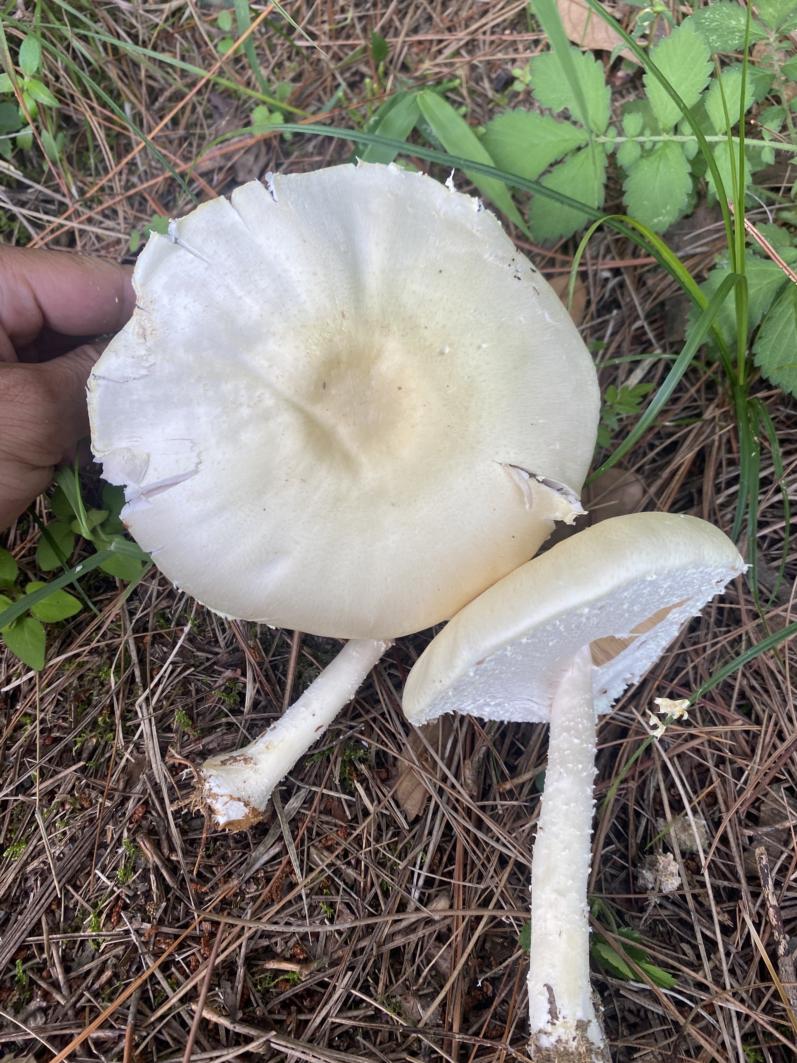 絮柄蘑菇