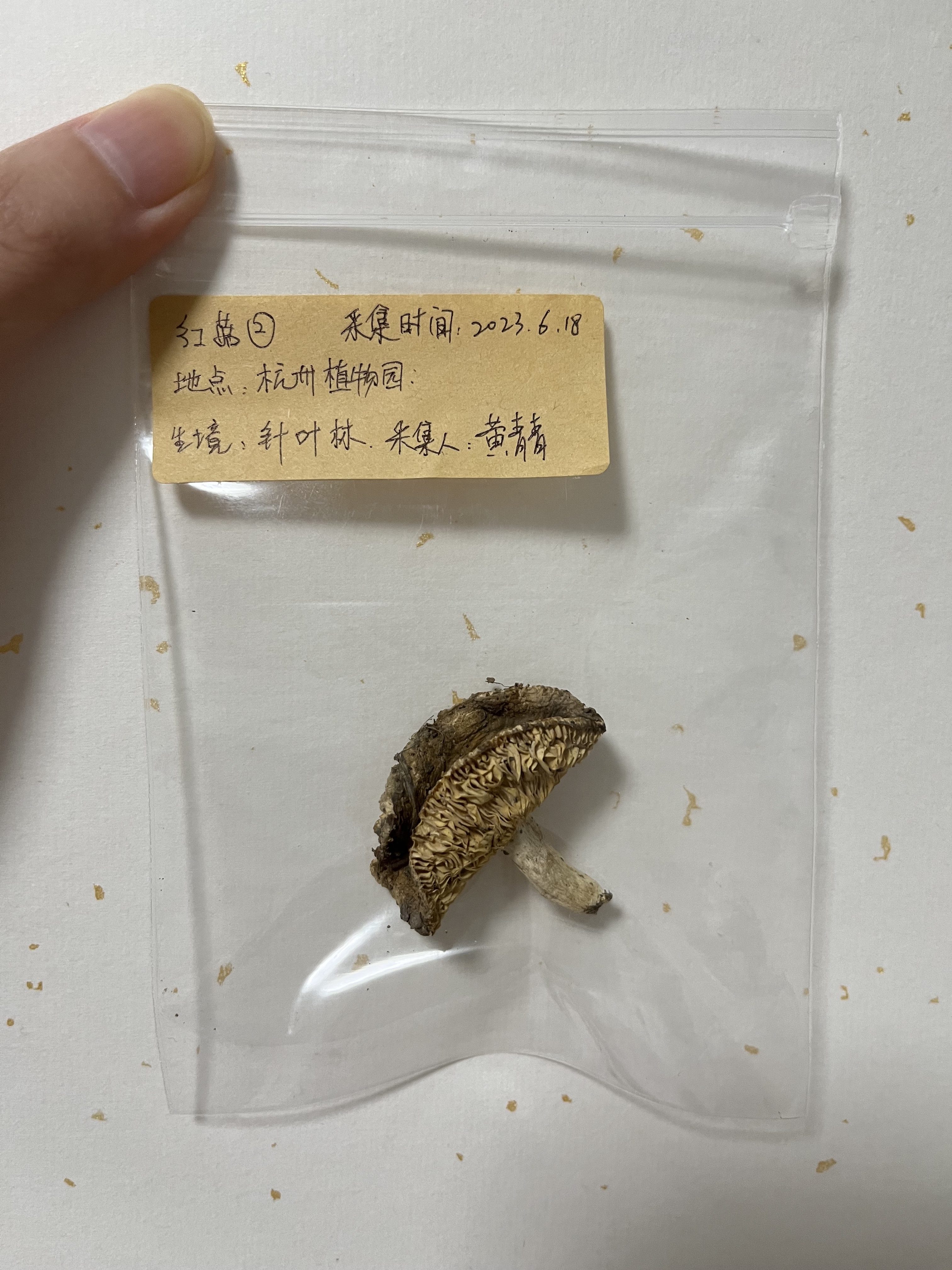 绿桂红菇
