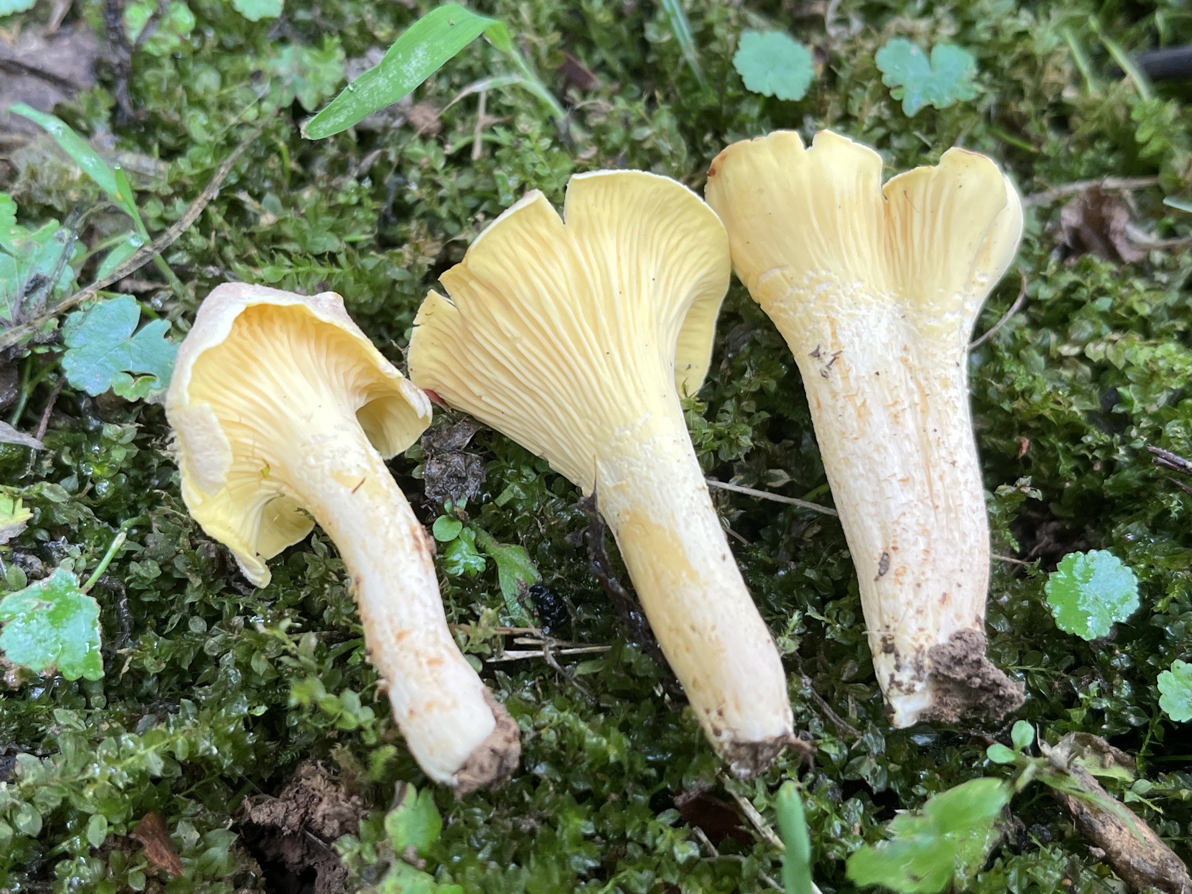 橙黄鸡油菌