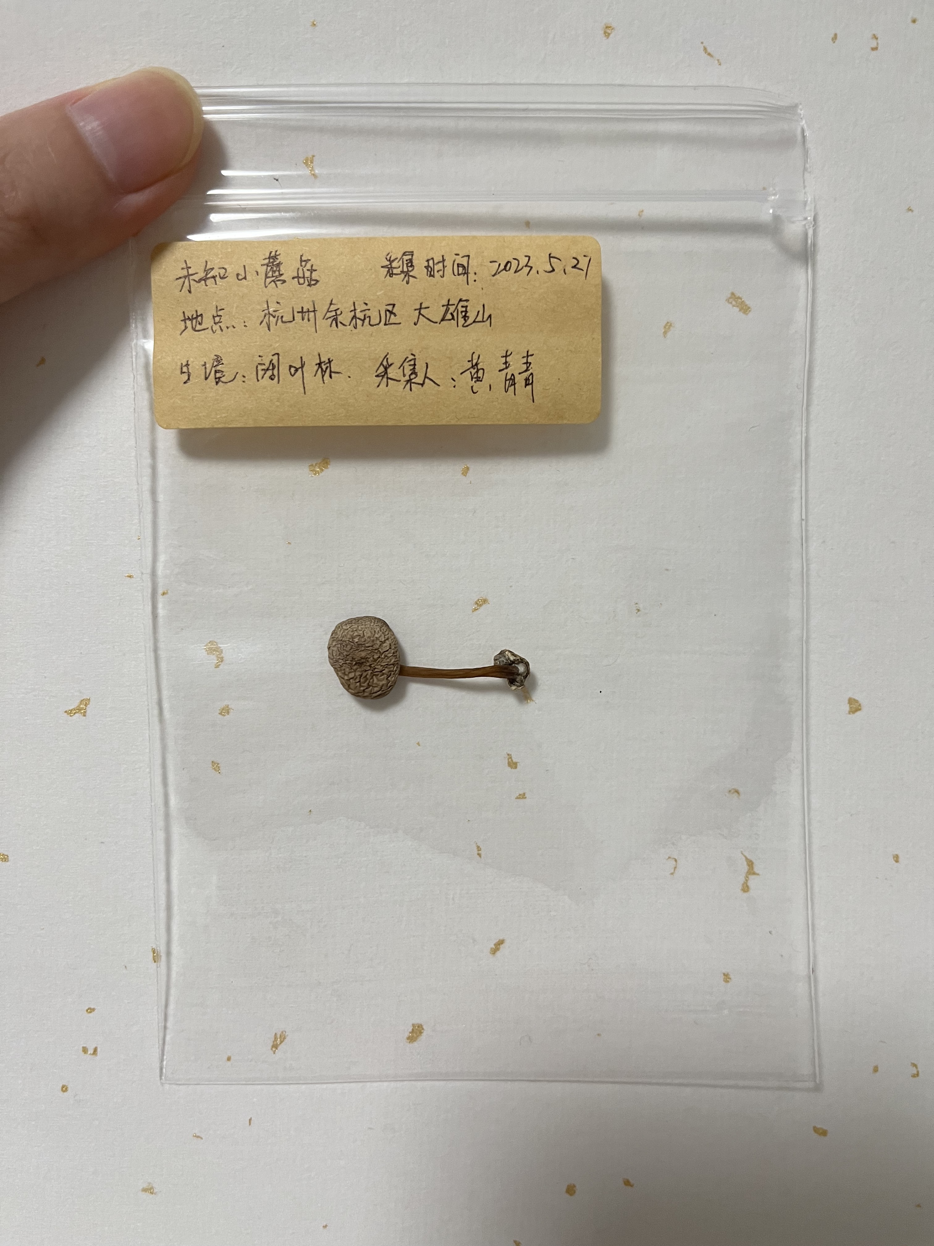 标本照片