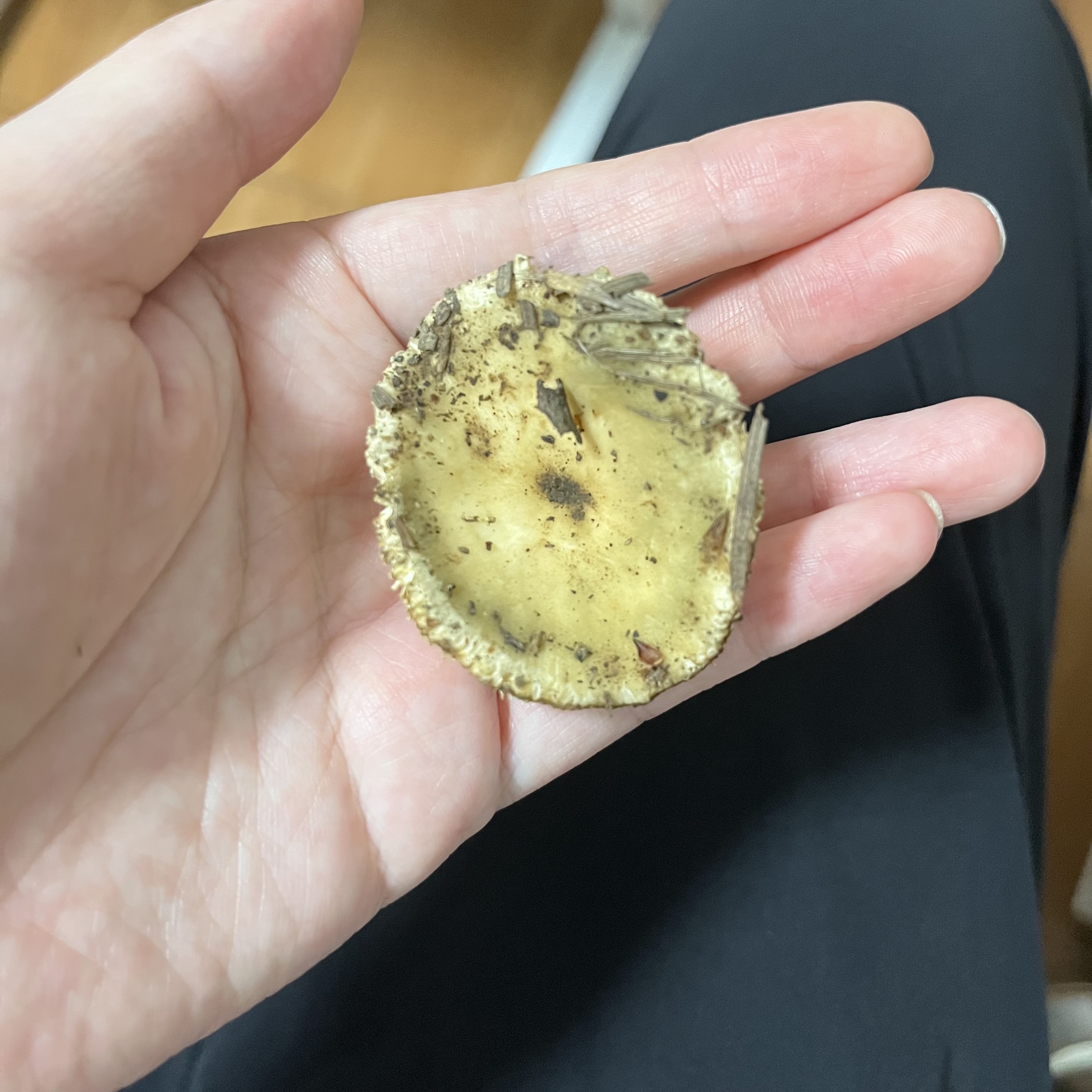 绿桂红菇