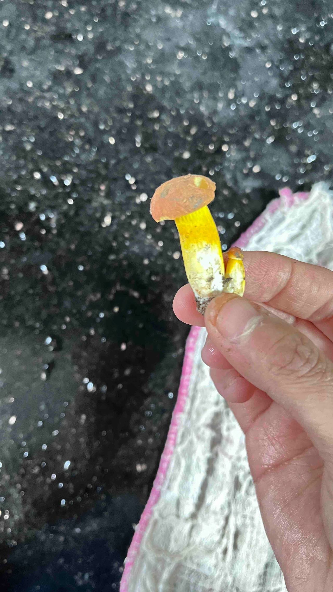 标本照片