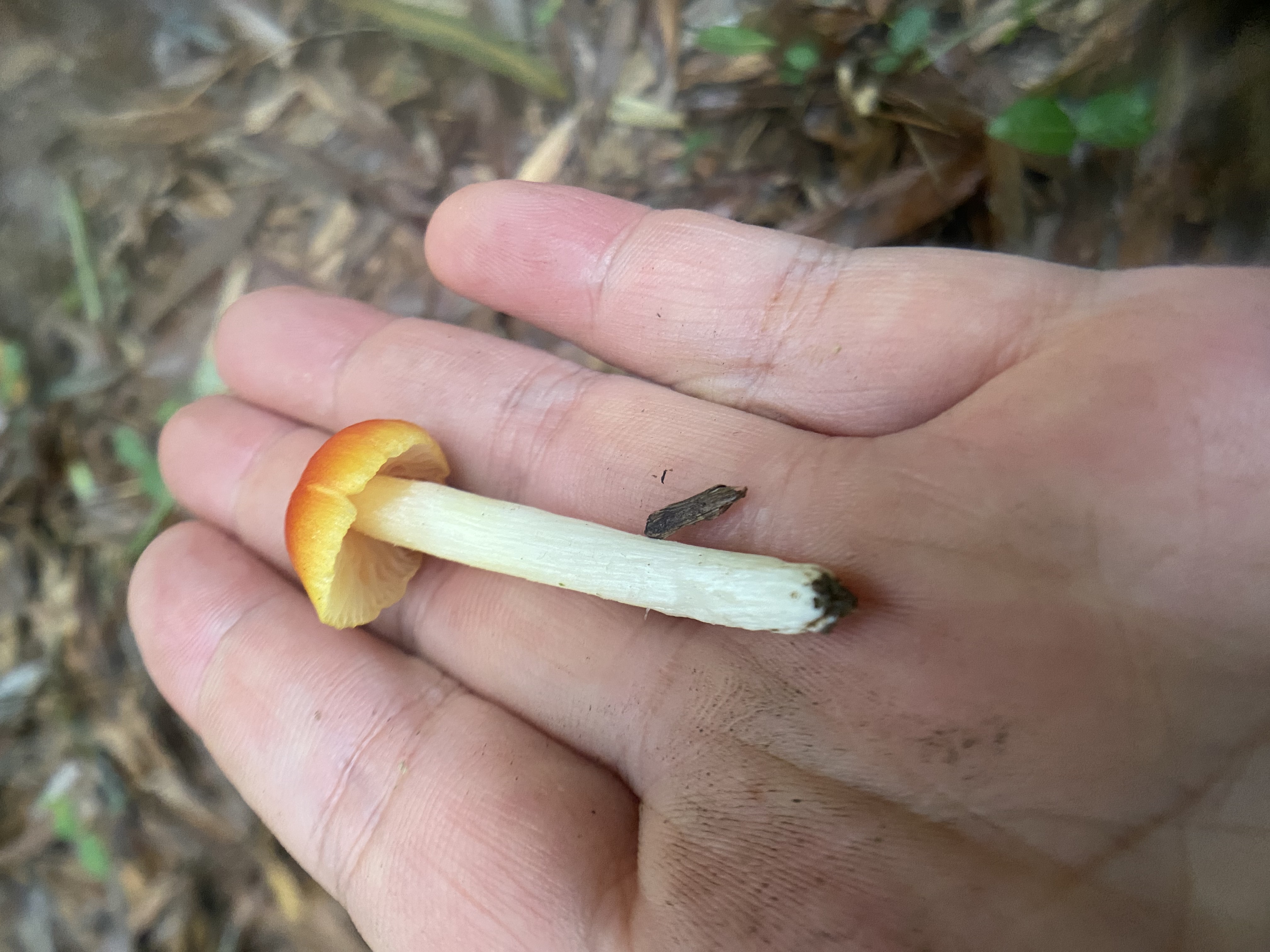 黏盖湿伞