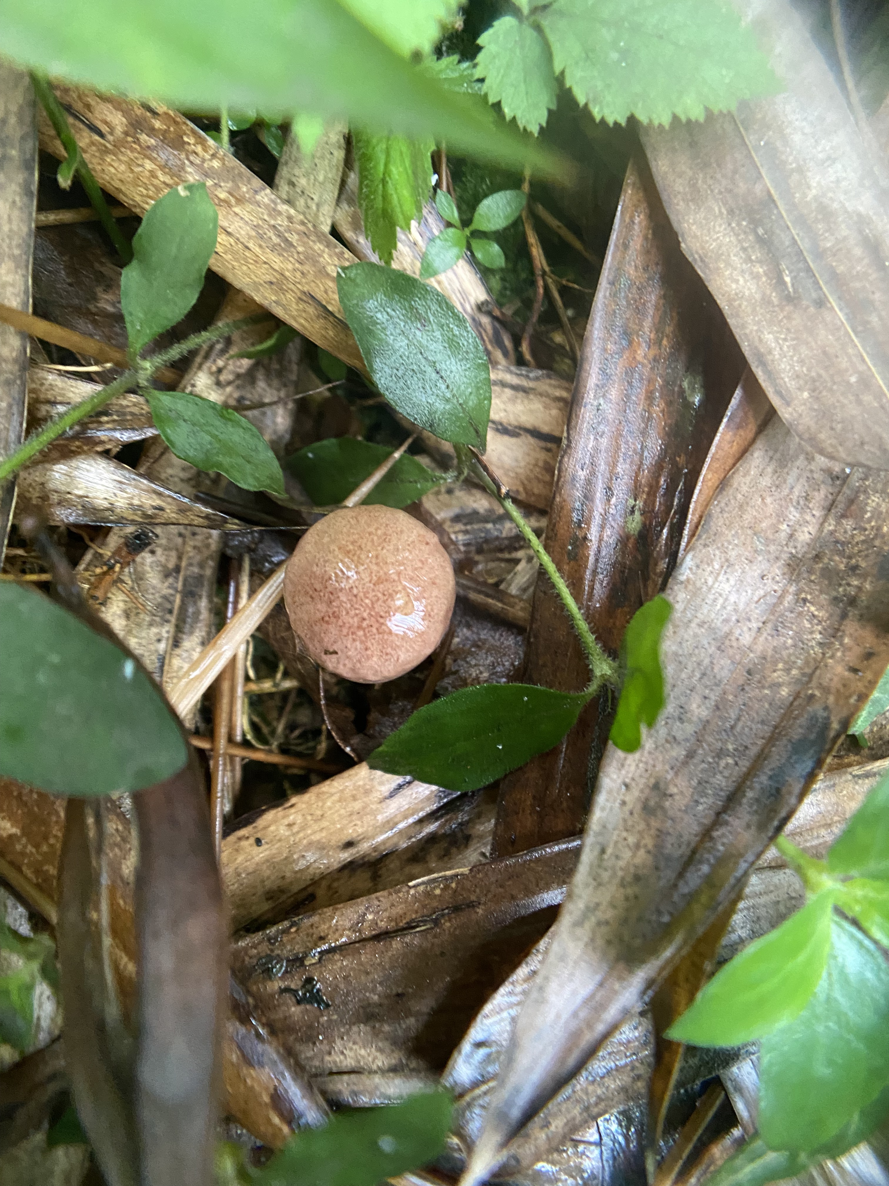 臧氏金牛肝菌