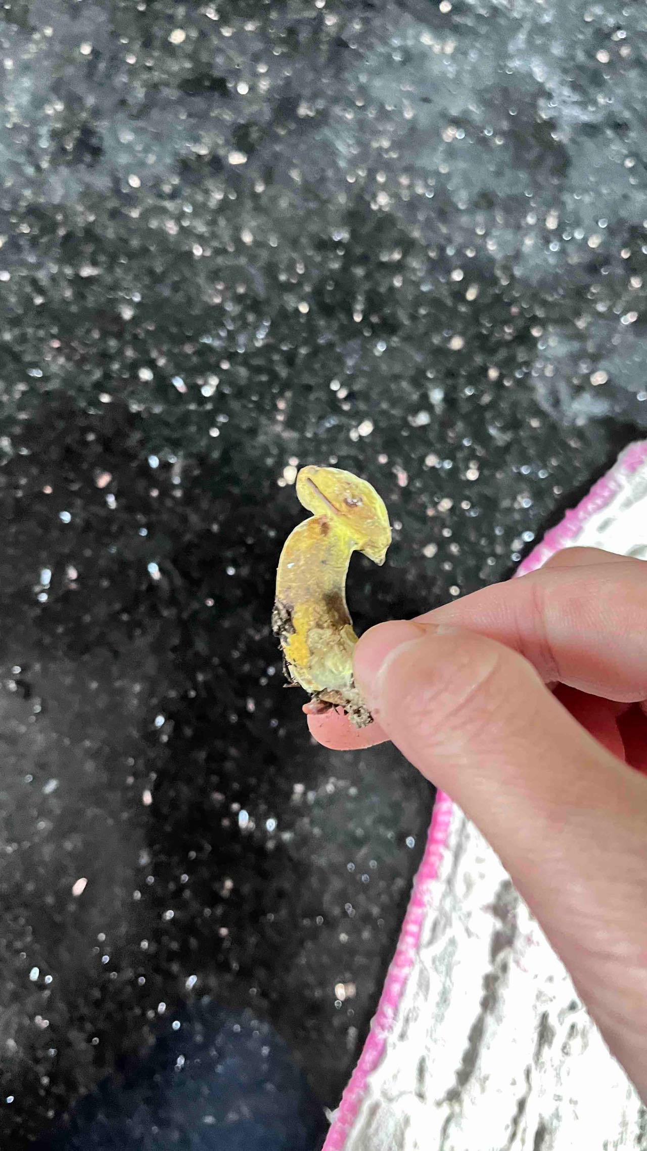 牛肝菌寄生菌