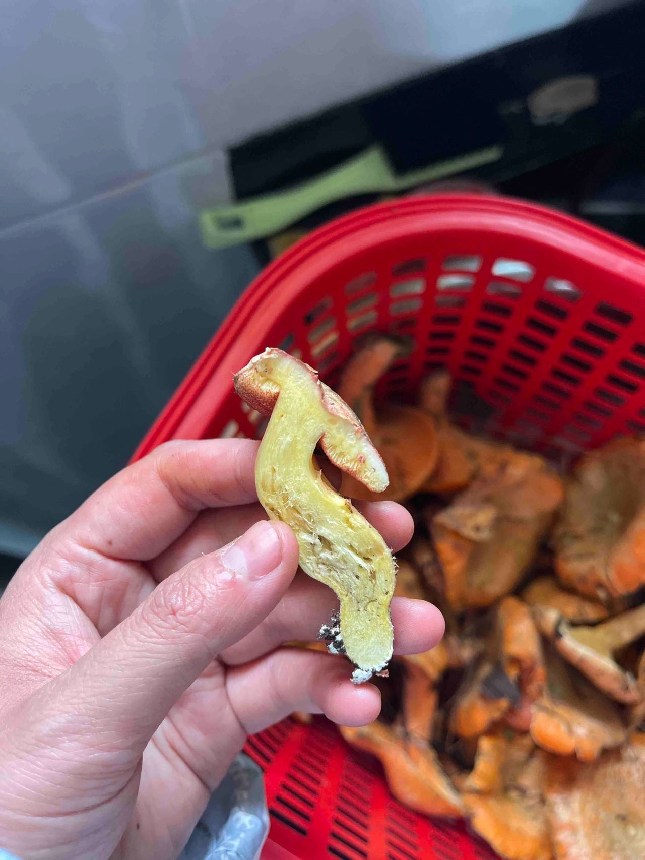 花斑牛肝菌