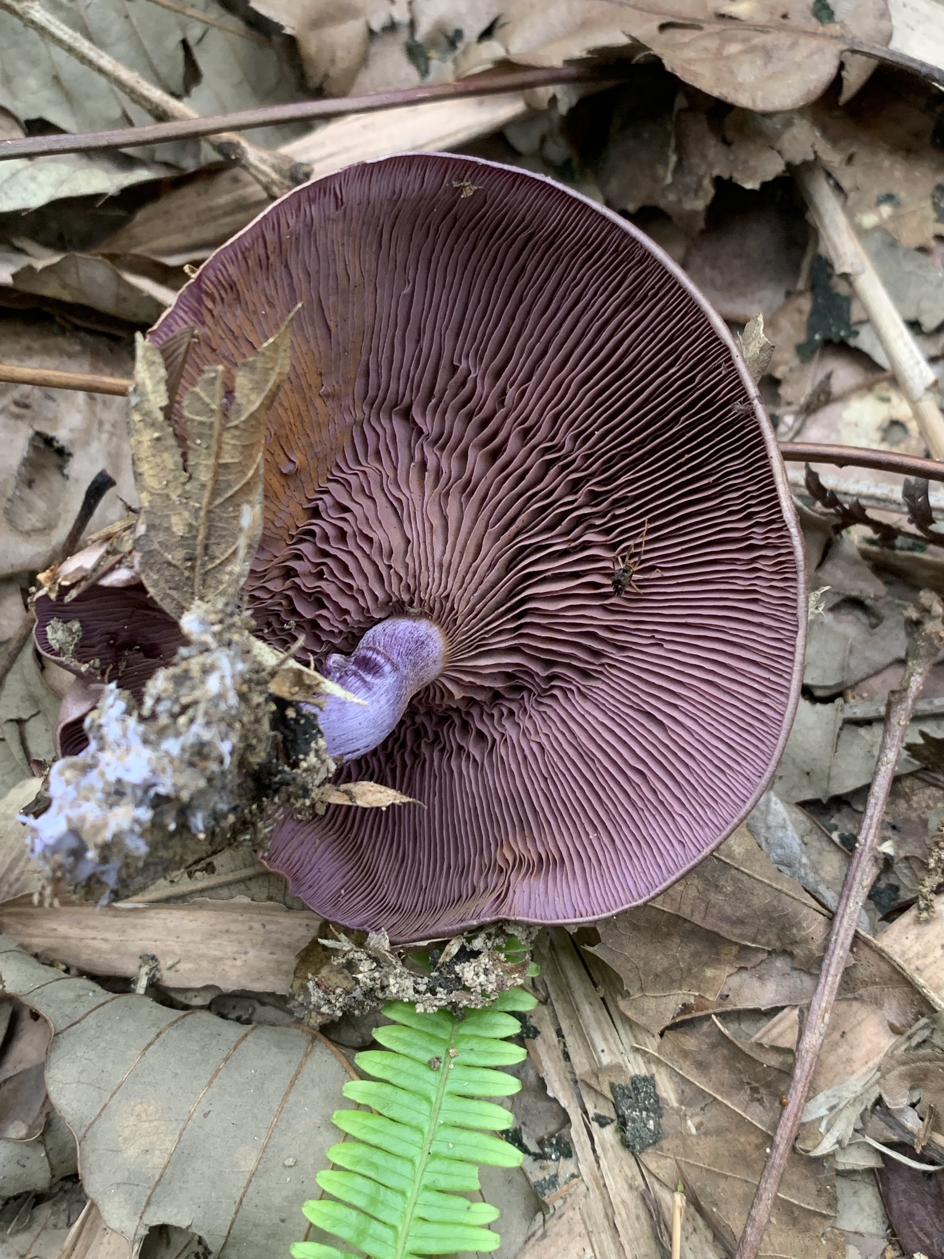 丝膜菌