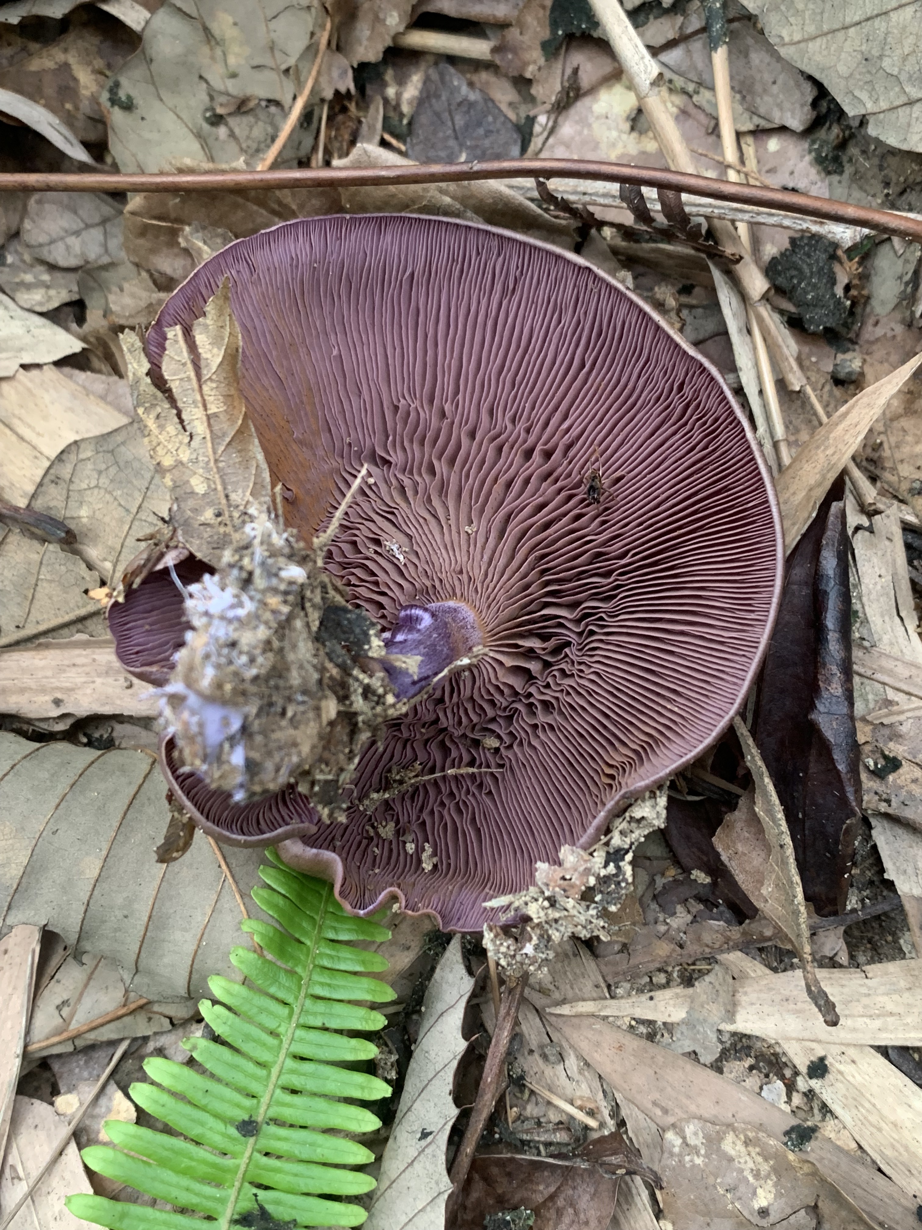 丝膜菌
