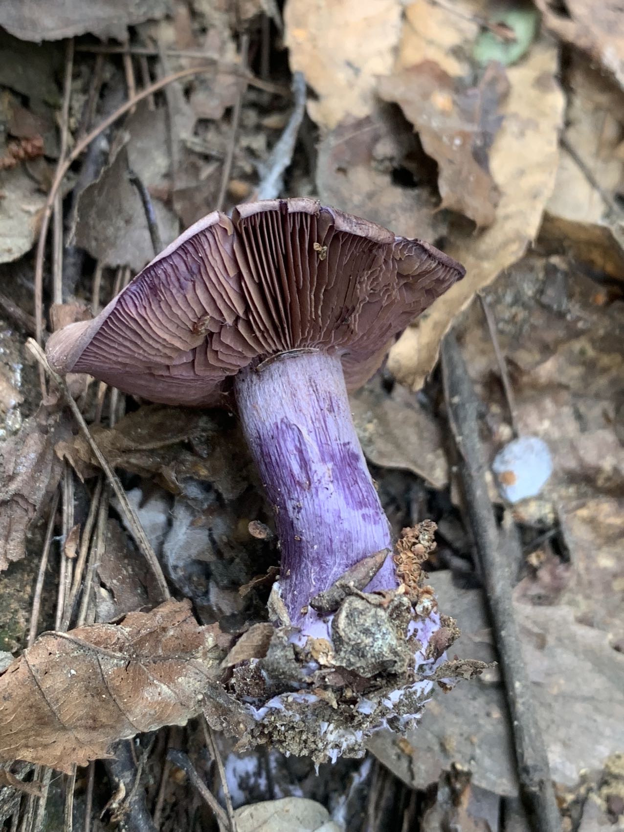 中华紫萨氏丝膜菌