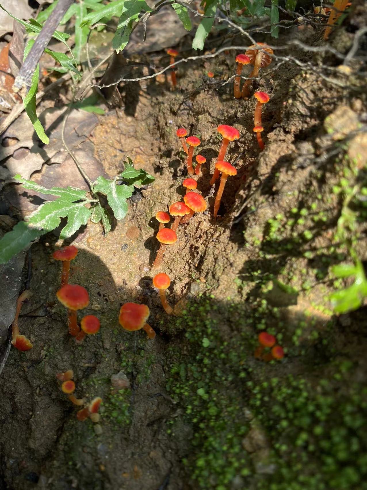 湿伞