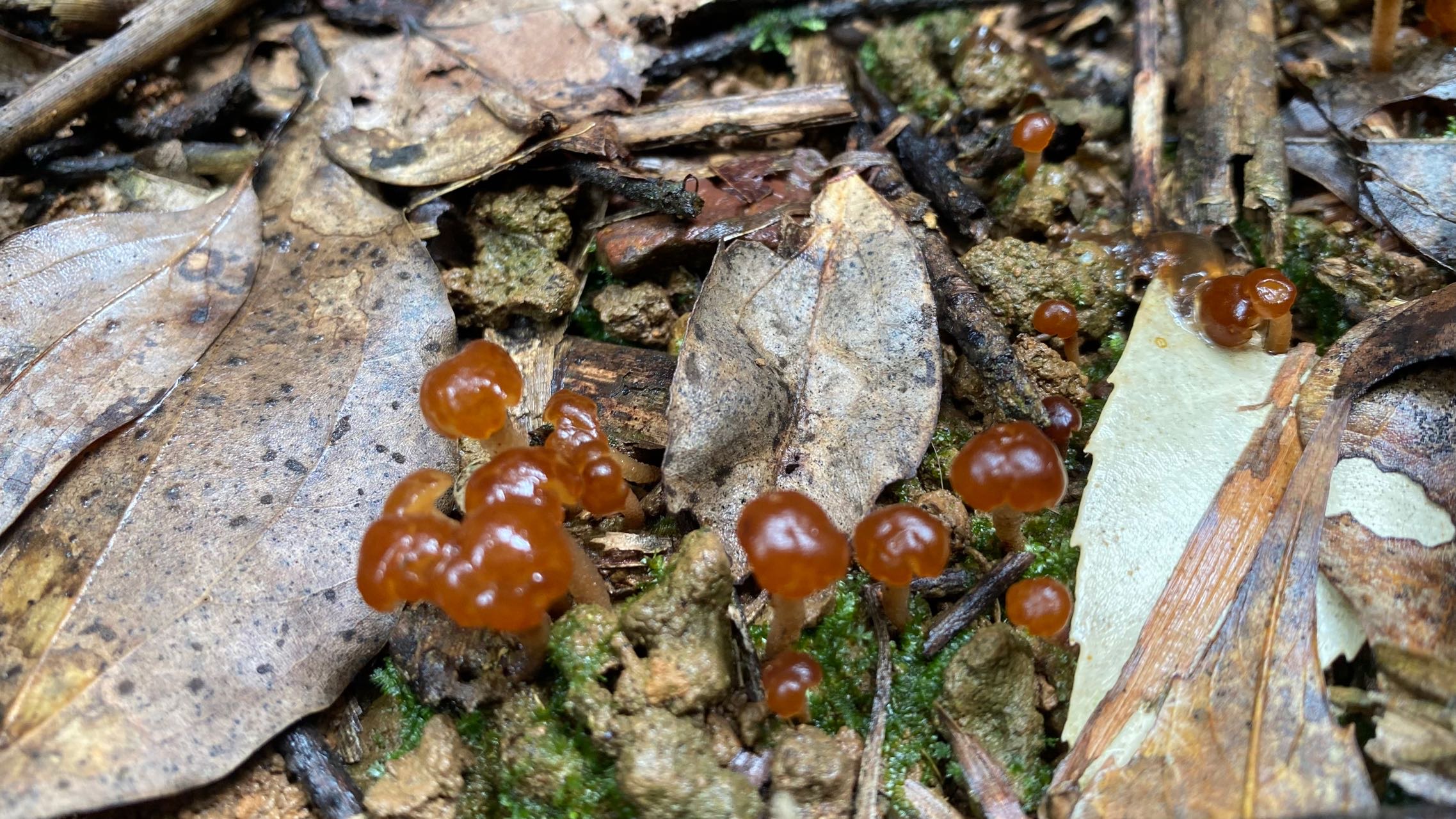 锤舌菌属