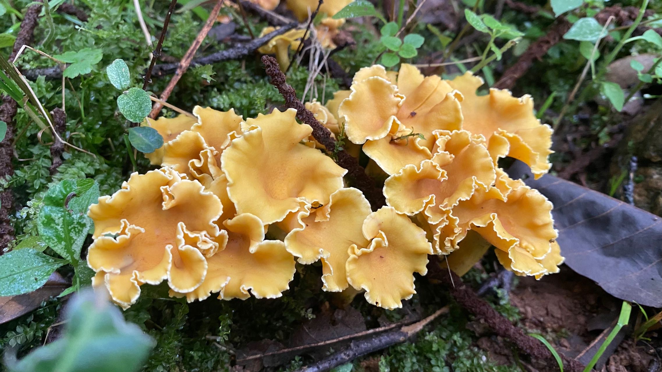 鸡油菌