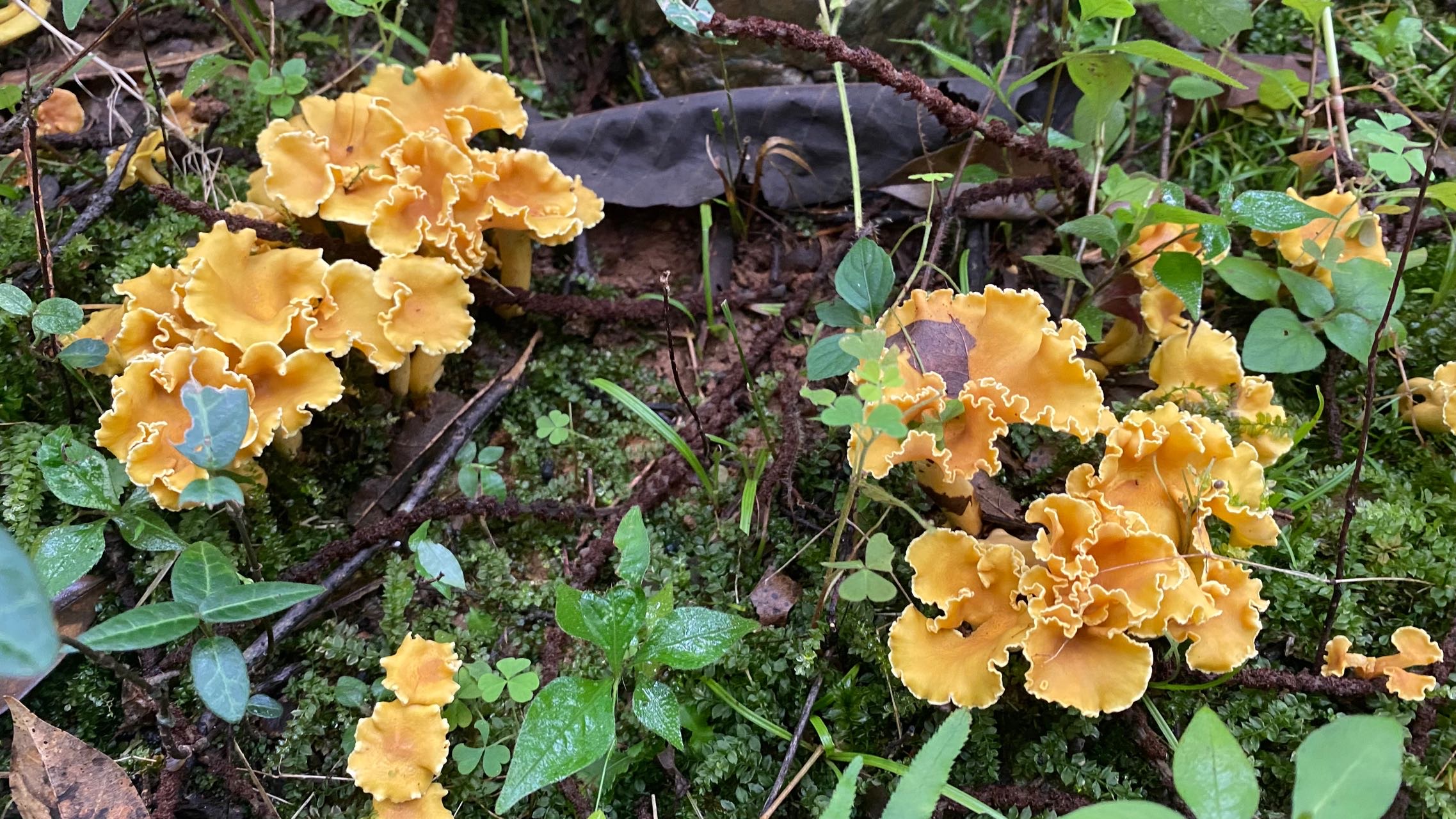 鸡油菌