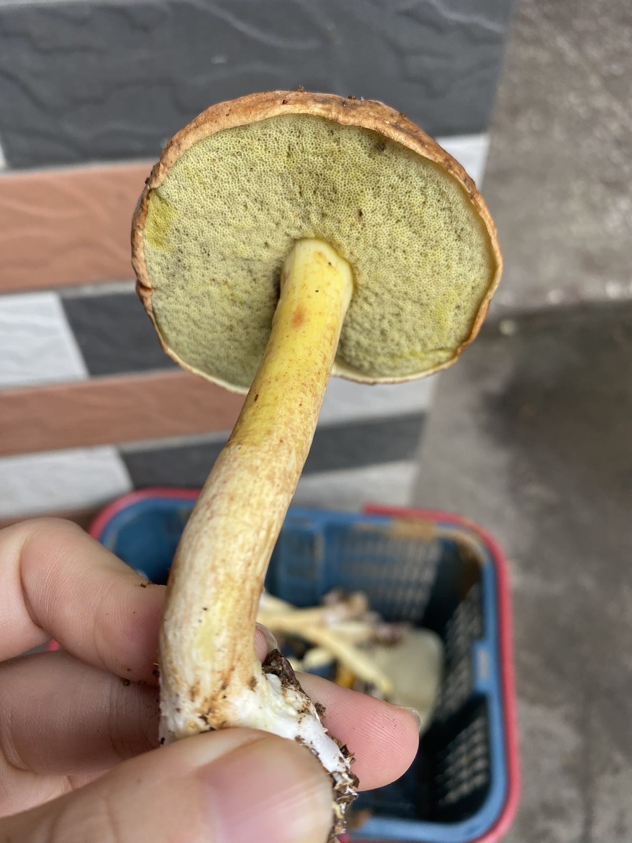异味牛肝菌